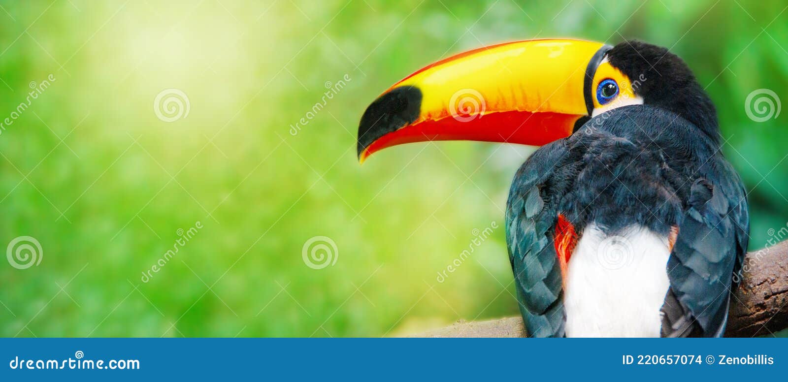 toucan toco bird sitting on a branch of the tree in rainforest