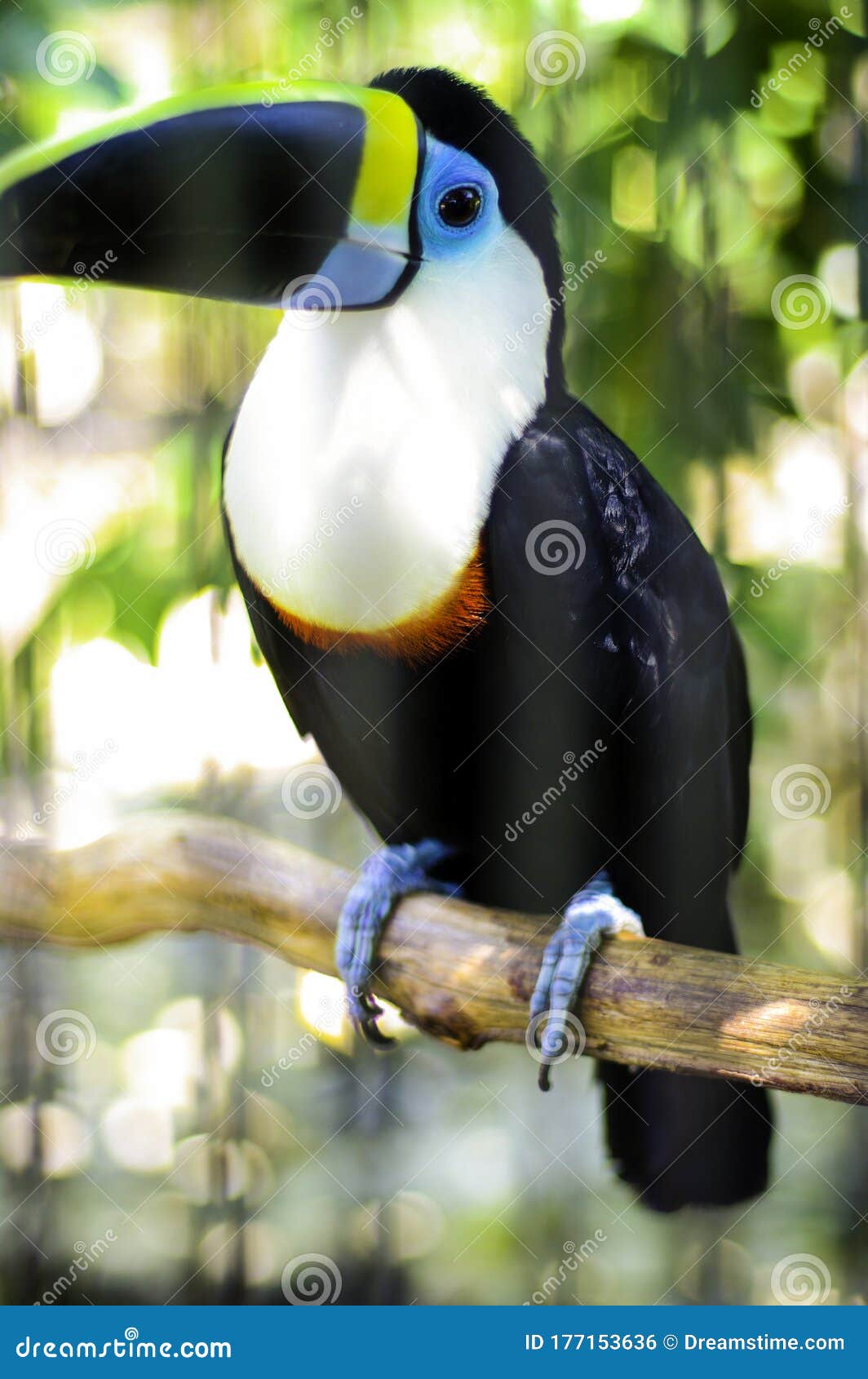 toucan in wild life standing in the forest colorful blurred background