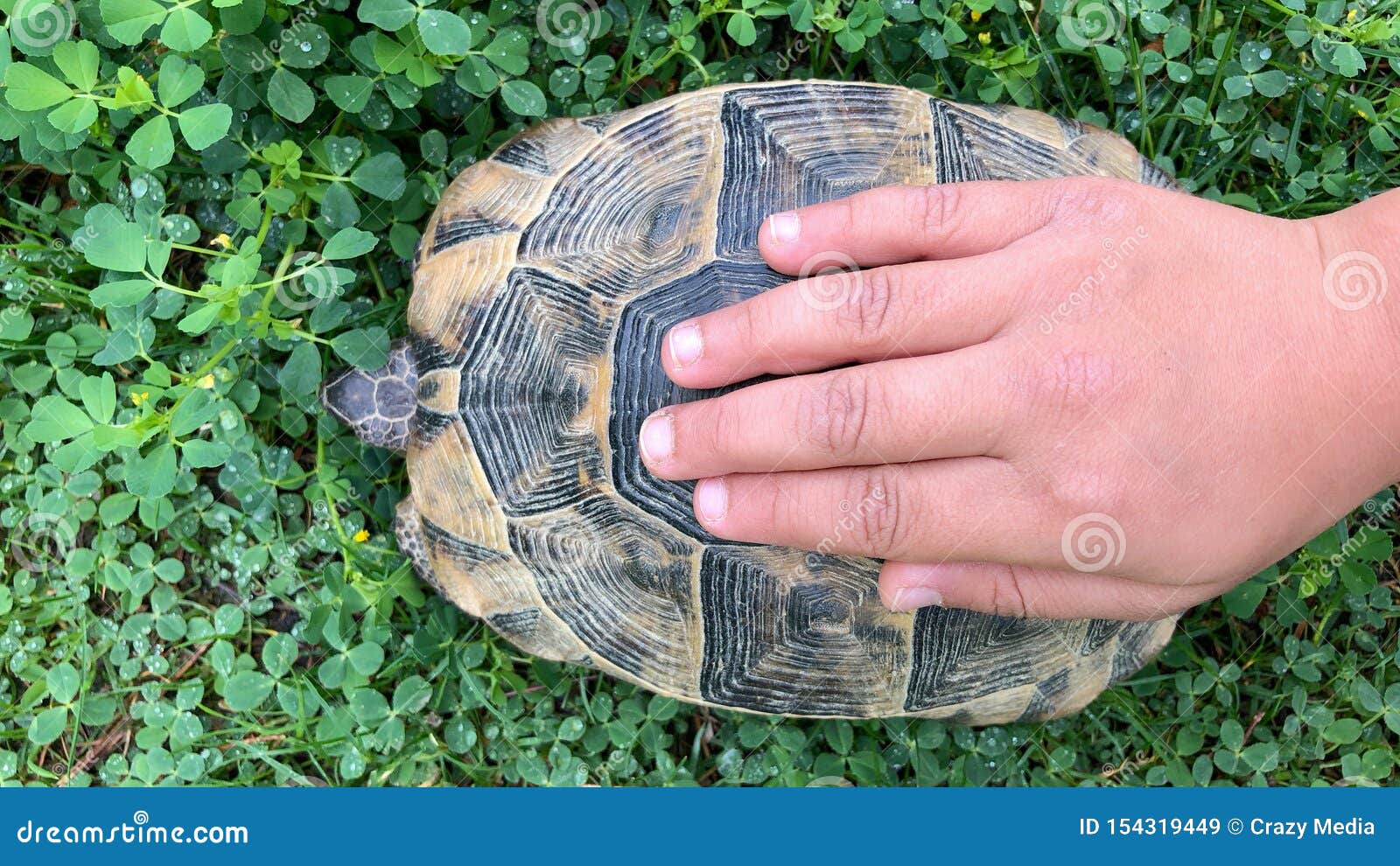 Touch and Love Nature`s Cute Animal Turtle Stock Image - Image of turtle,  touch: 154319449