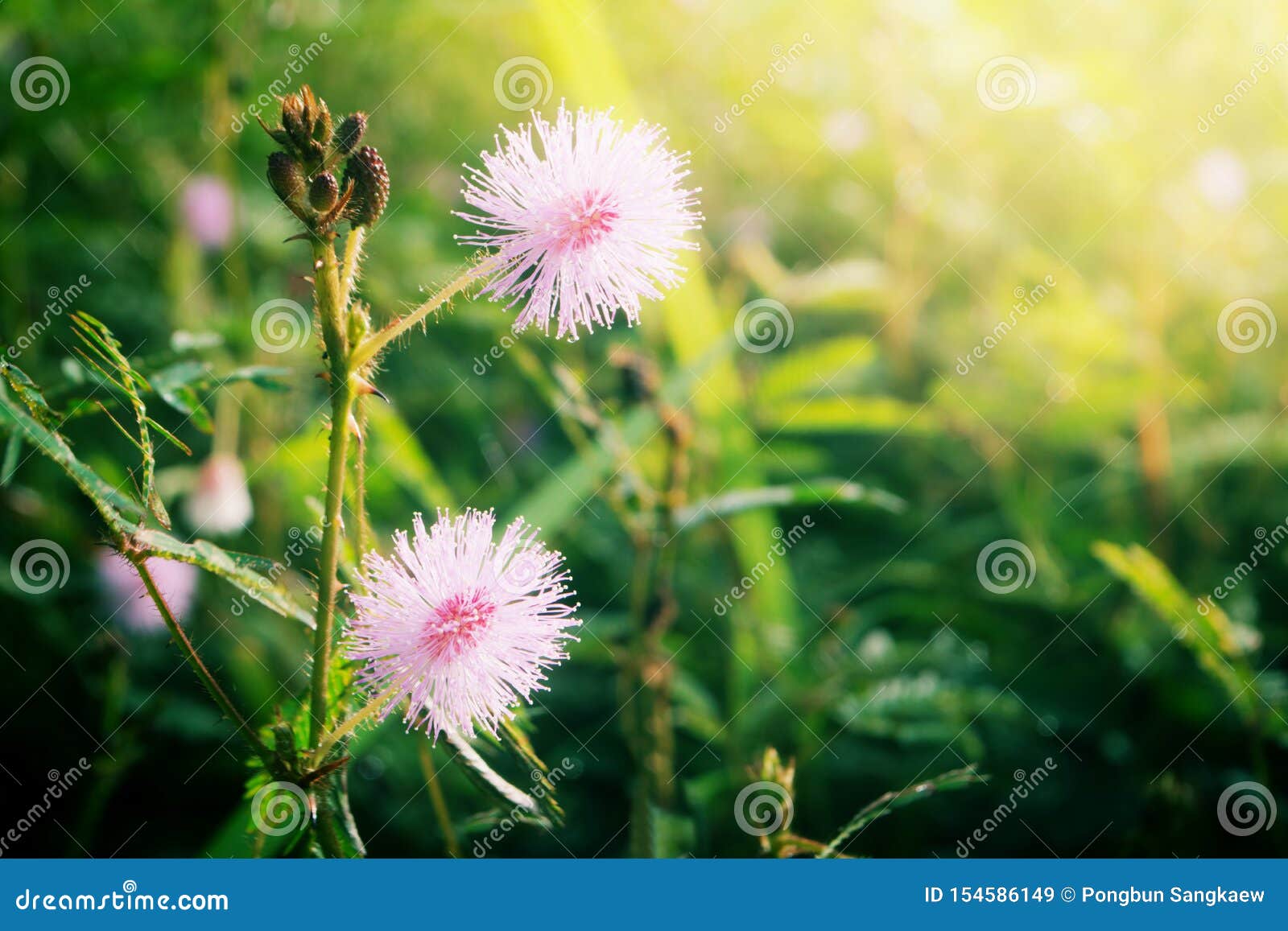 Touch Me Not Flower Blooming at Sunrise Stock Image - Image of mimosa,  environment: 154586149