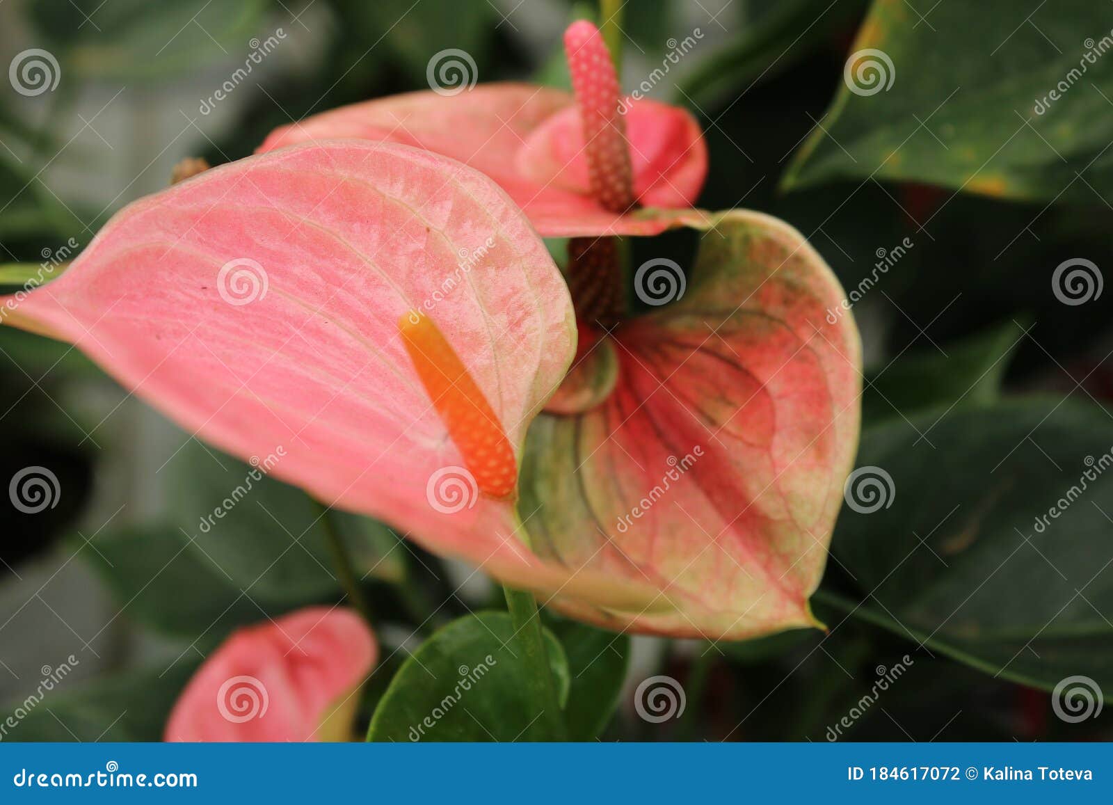 touch of summer. light red flower.