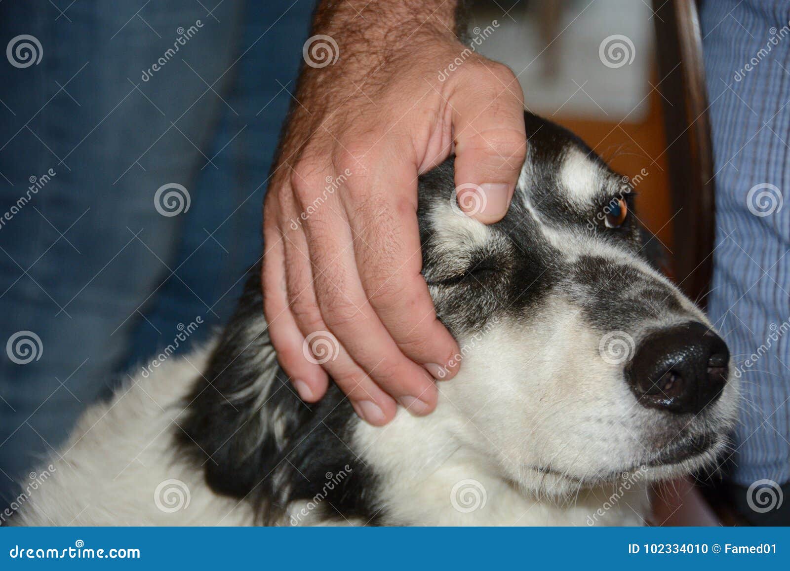 Touching dog head stock photo. Image of close, friendship 102334010