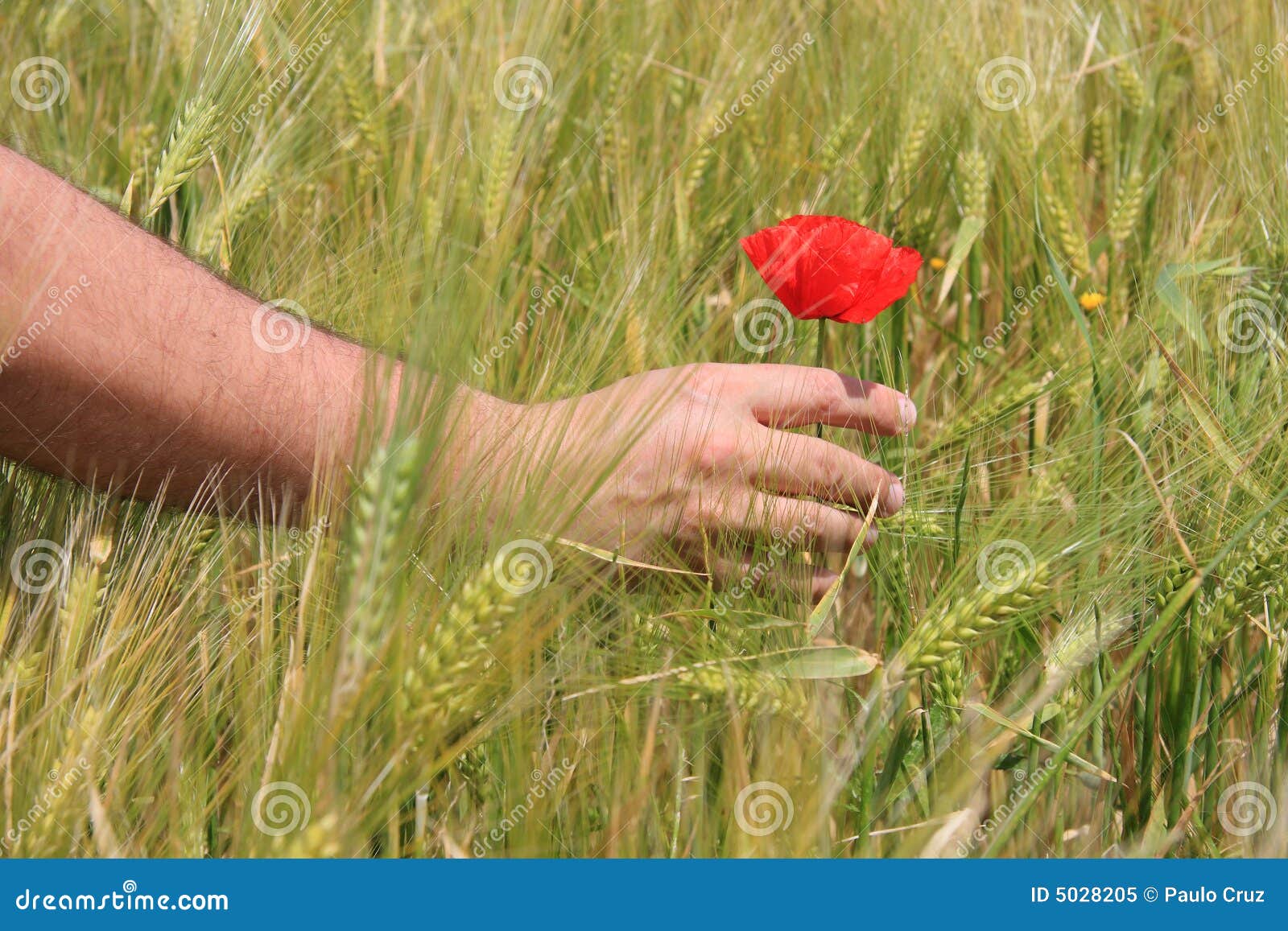 Touching a flower stock image. Image of idyllic, human 5028205