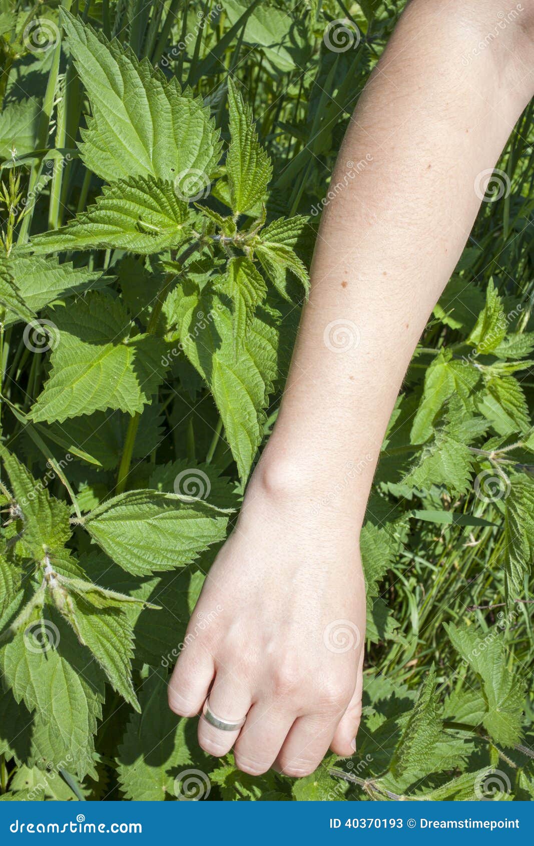 Touching Stinging Nettle Leaves Stock Image Image of touch, itchy