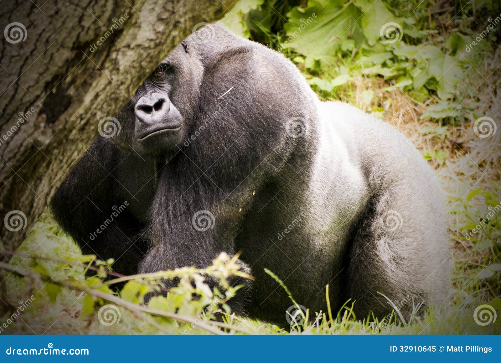 Gorilla Hide Stock Photos