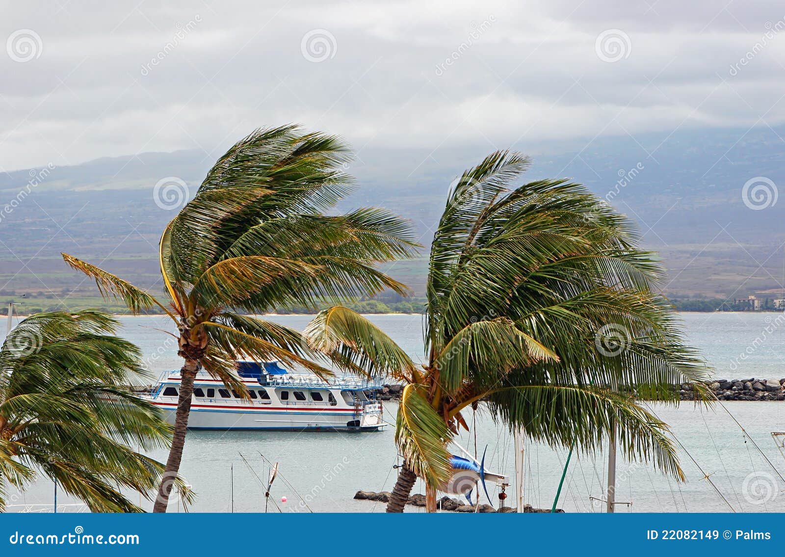 Tour Boat And Palm Trees Royalty Free Stock Images - Image ...