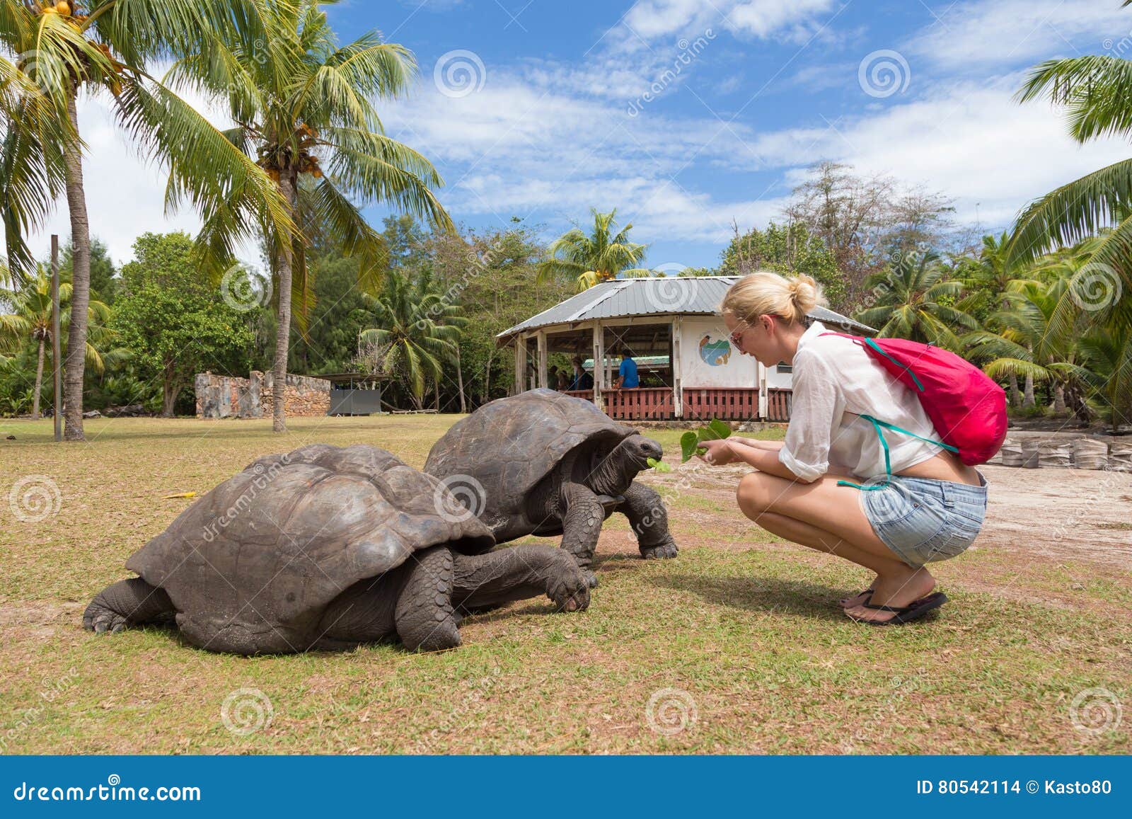 tourist feeding aldabra giant tortoises on curieuse island, seychelles.