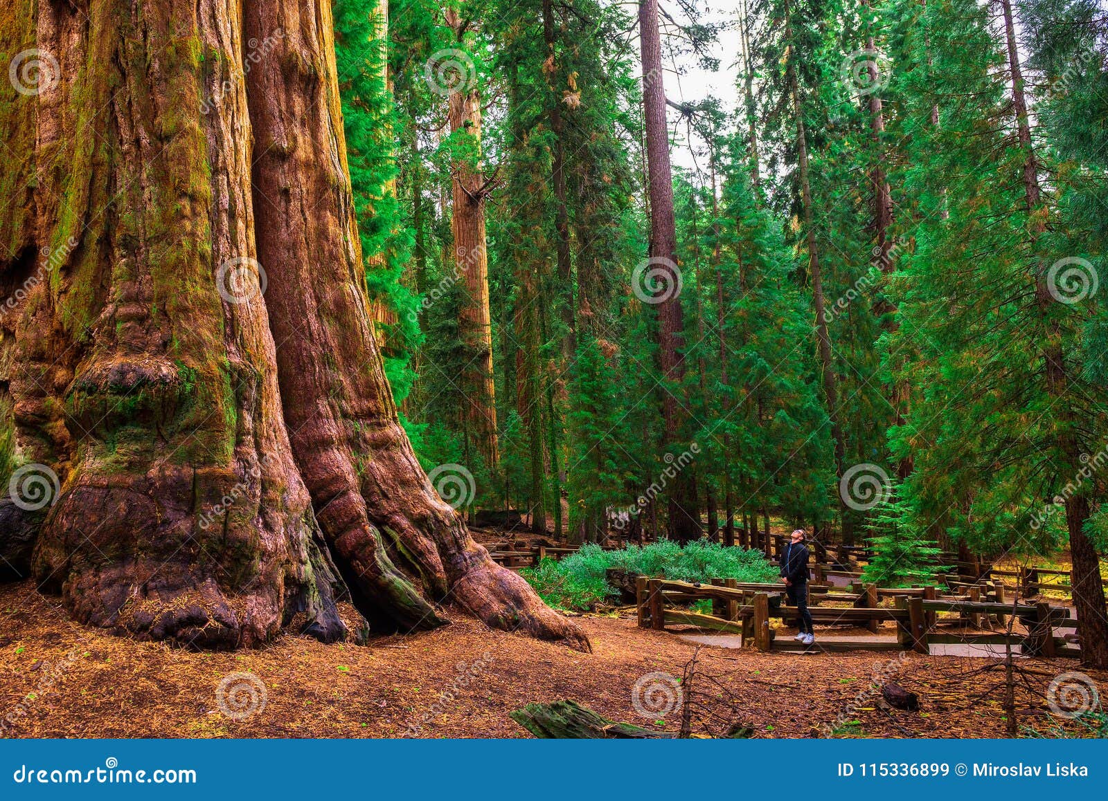 tourist looks up at a giant sequoia tree