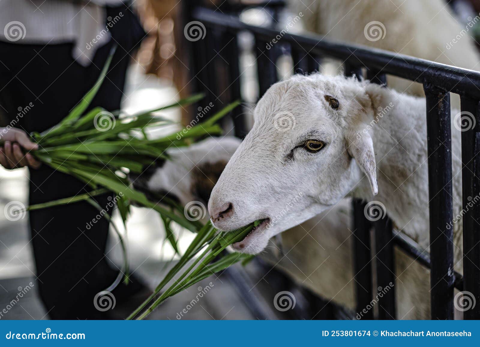 Touristes nourrissant de l'herbe de mouton dans une ferme