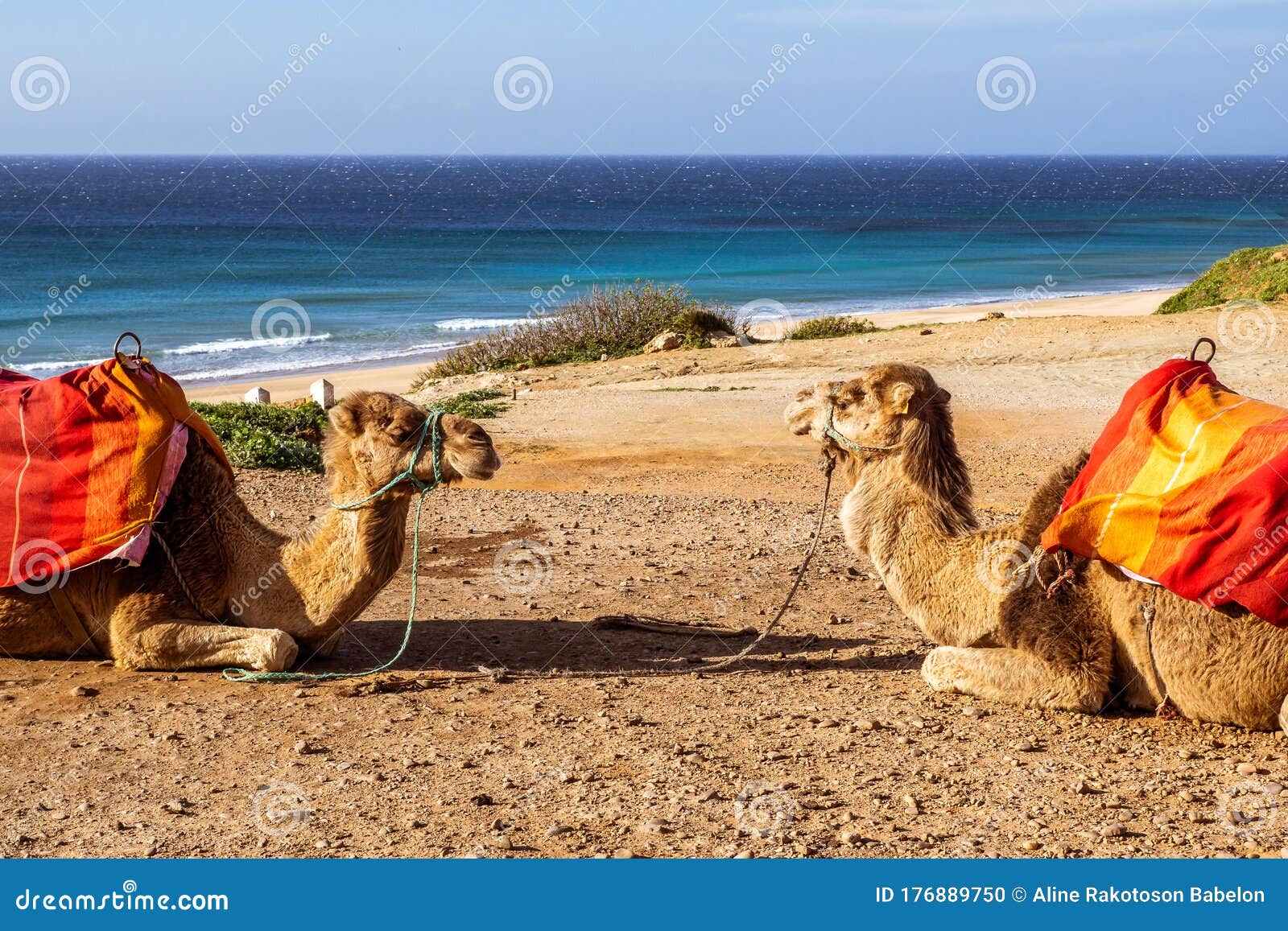 touristics camels on the dromedary terrace of tangier