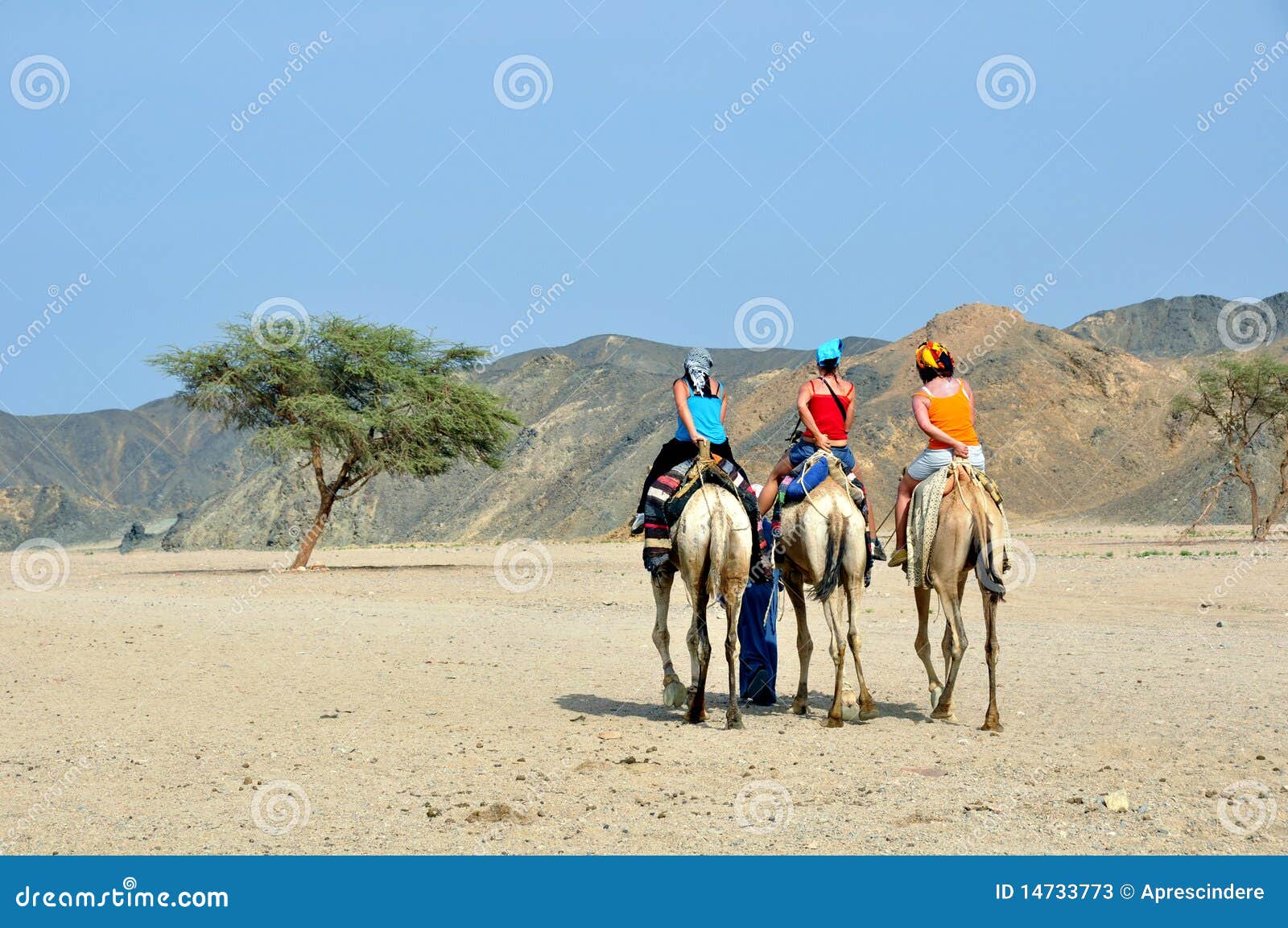 tourists on camel