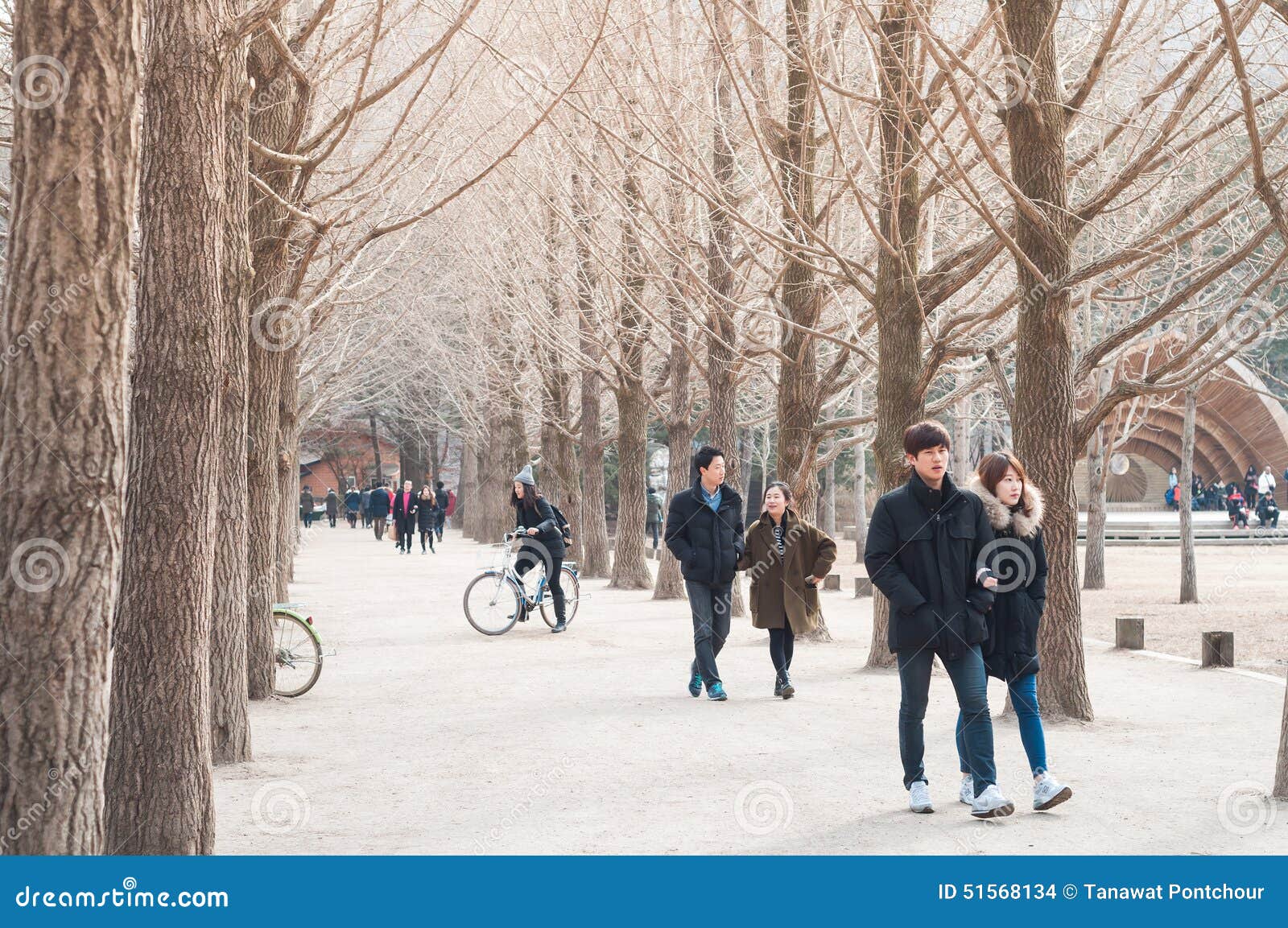 Korean Nami Island Winter Dry Forest Editorial Photo | CartoonDealer ...