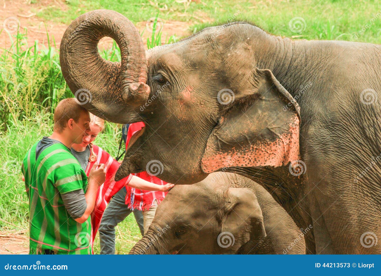 Tourists feed Elephants editorial stock photo. Image of colorful 44213573
