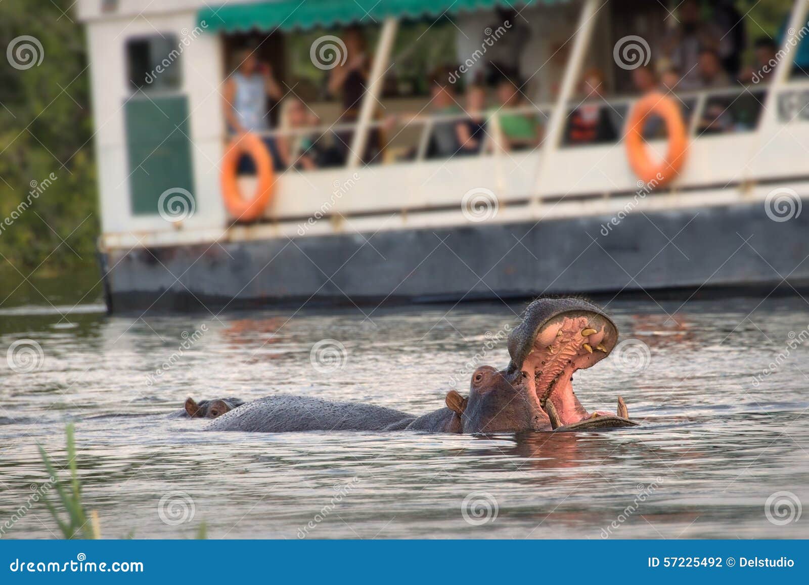 tourists observing an hippo on the zambeze river