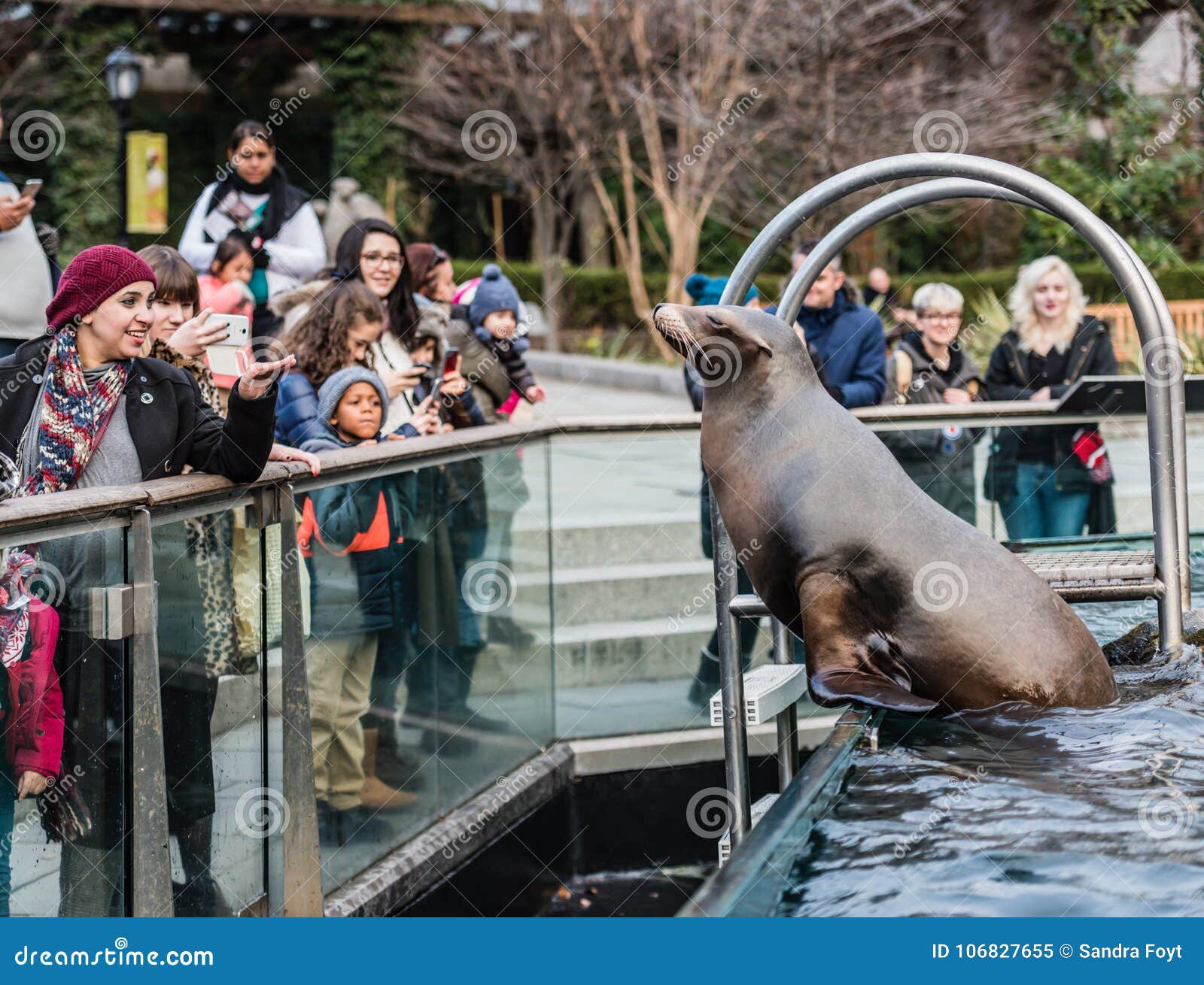 Central Park Zoo Sea Lion Exhibit - New York, NY Editorial Image ...
