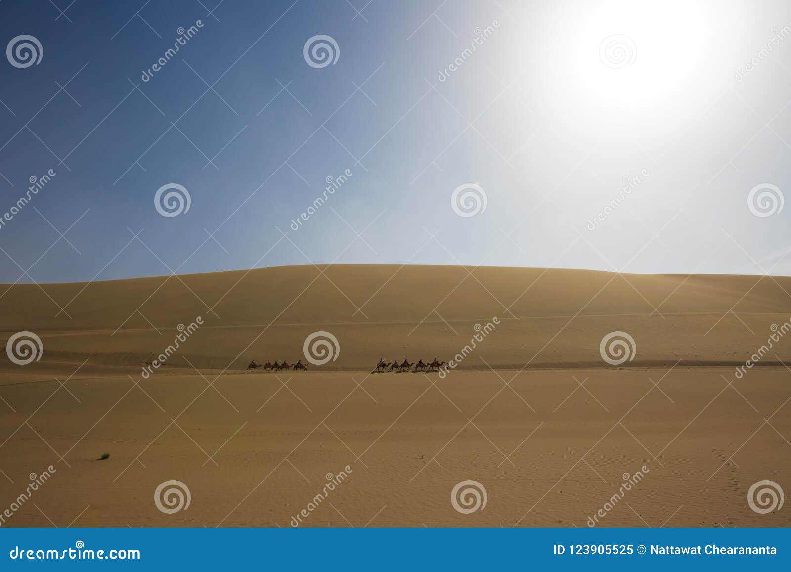 tourists ride camel over sunshine summer desert