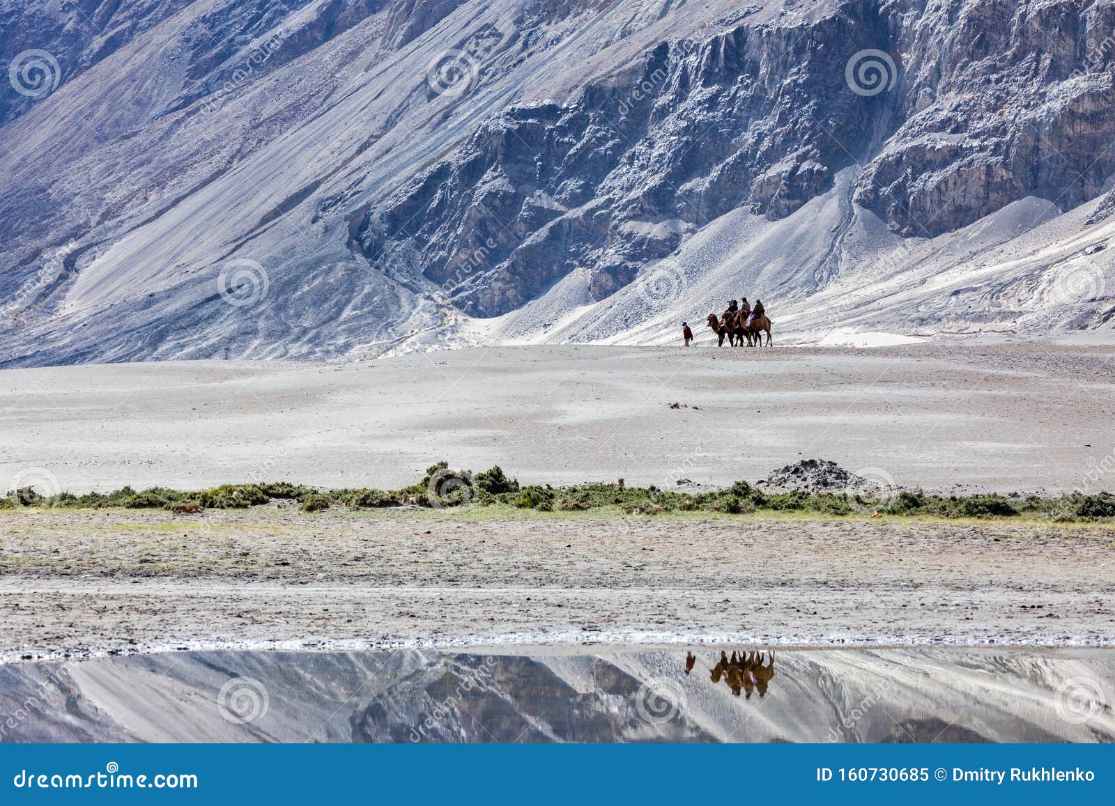 tourists riding camels in nubra valley, ladakh, india