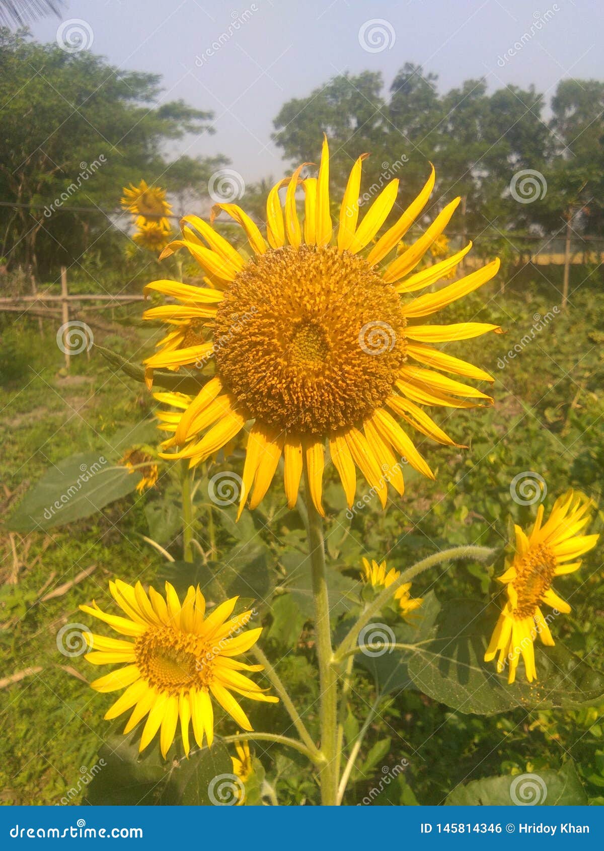 Tournesol photo stock. Image du fleurs, soleil, beau - 145814346