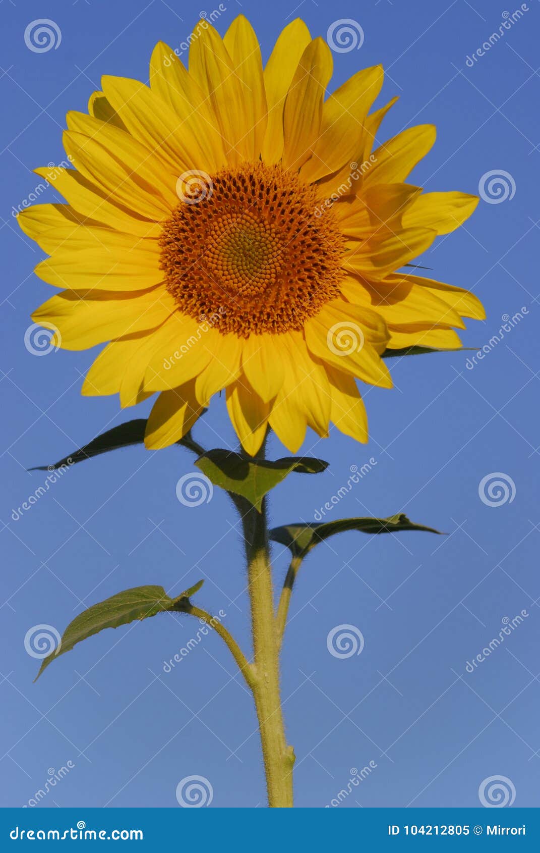 Tournesol Contre Le Ciel Bleu Une Couleur Jaune Lumineuse