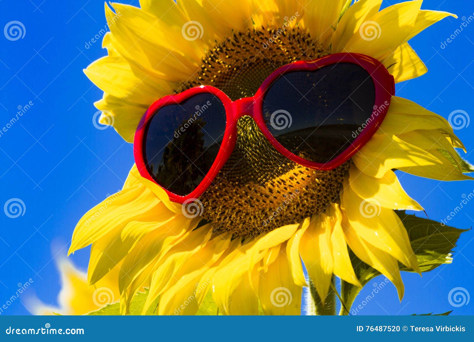 Tournesols Jaunes Avec Des Lunettes De Soleil De Coeur Photo stock - Image  du moisson, graine: 76487520