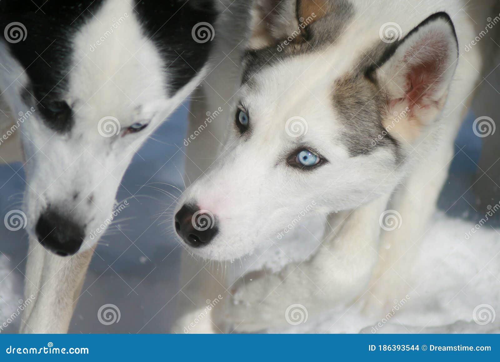 blue huskies
