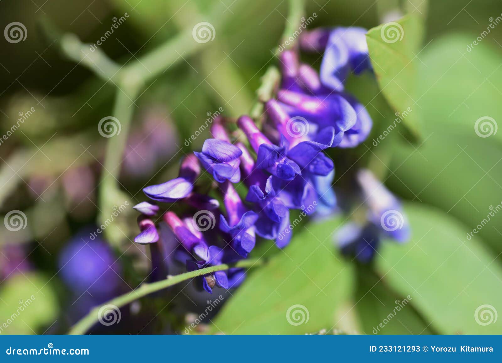 tow-leaf vetch flowers.