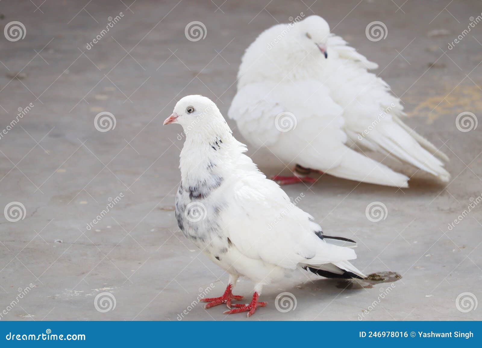 Two white pigeons stock photo. Image of livia, stood 246978016