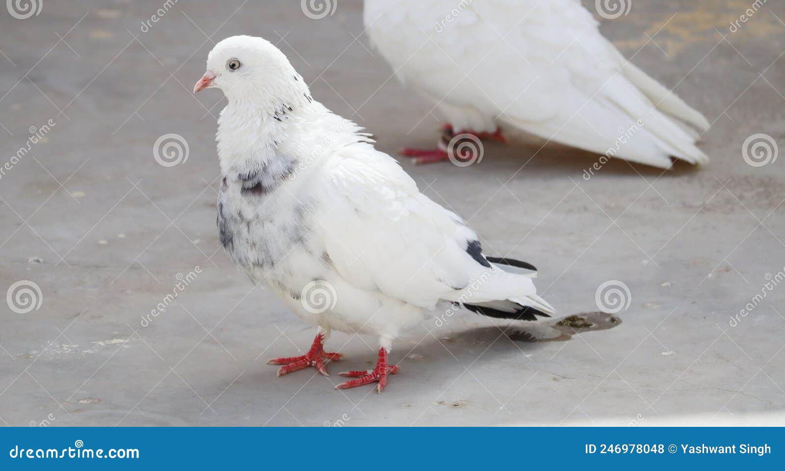 White pigeon portrait stock photo. Image of bird, columba 246978048