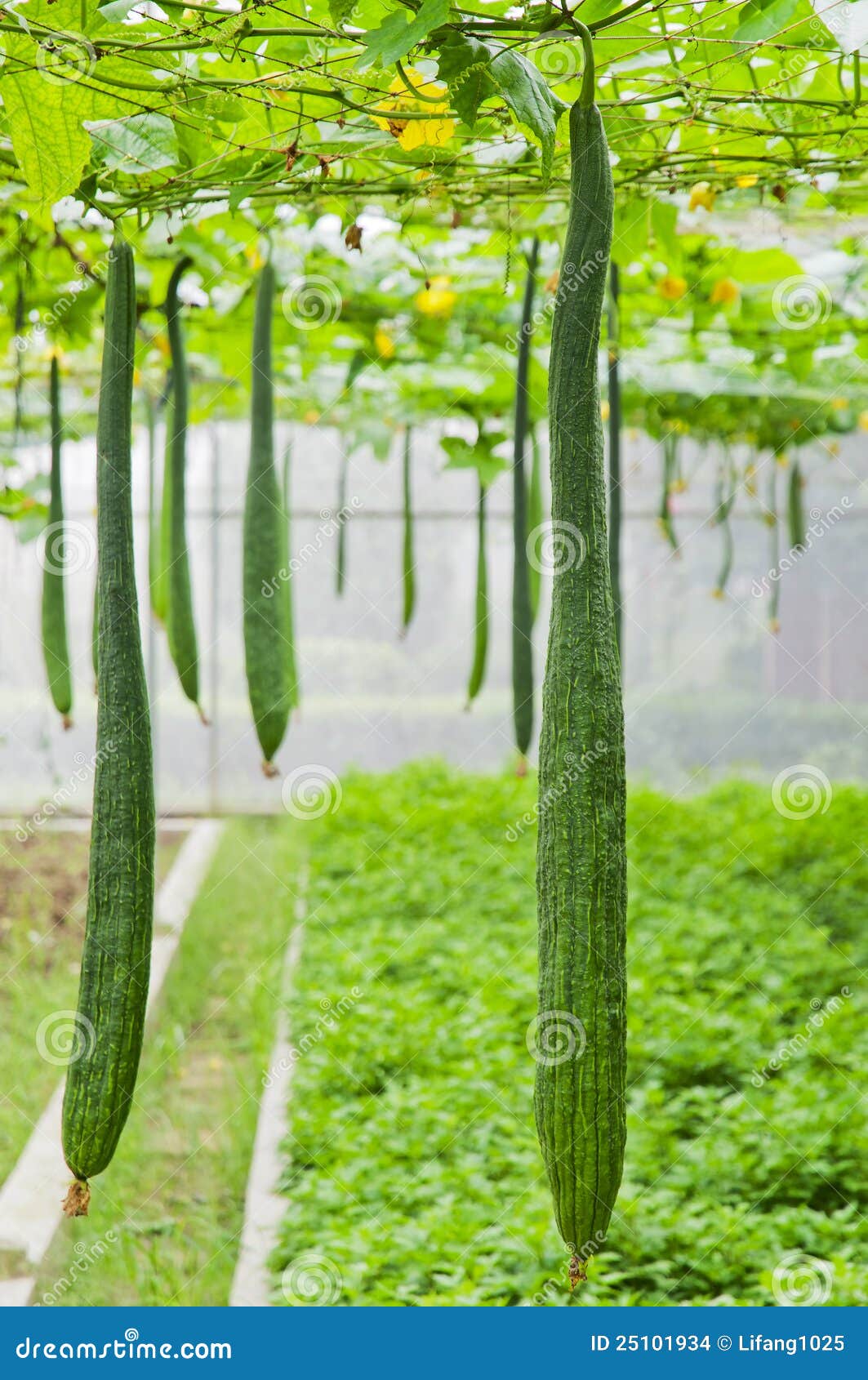 Towel gourd stock photo. Image of flowers, plantation 25101934