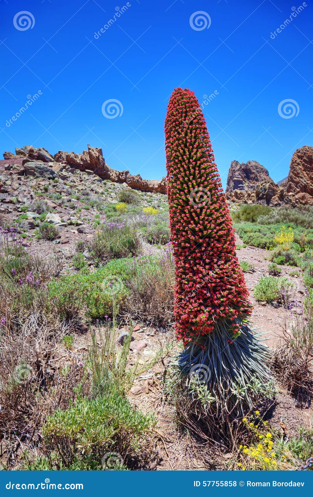 tower of jewels (echium wildpretii), canaries.