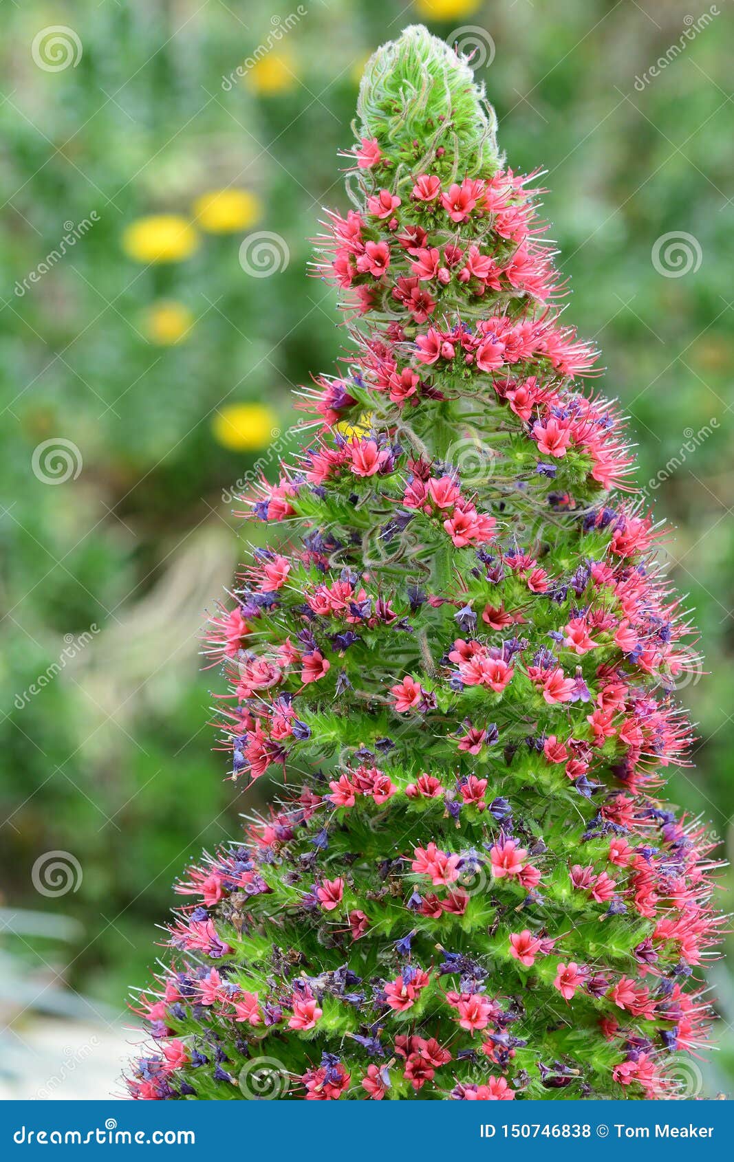Tower of Jewels Echium Wildpretii Stock Photo Image of colour, horticulture 150746838
