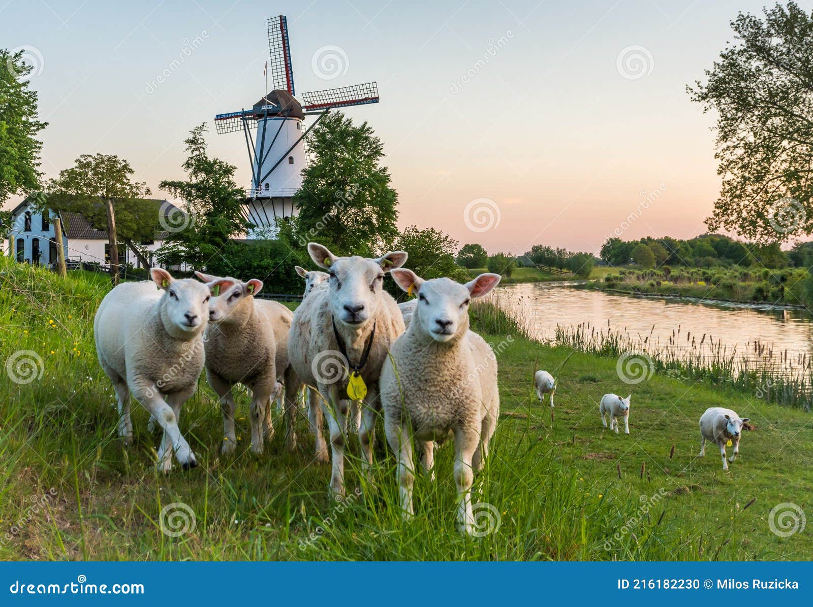 scenery with a traditional dutch windmill called `de vlinder` and a flock of sheep in deil, province of gelderland, the netherland