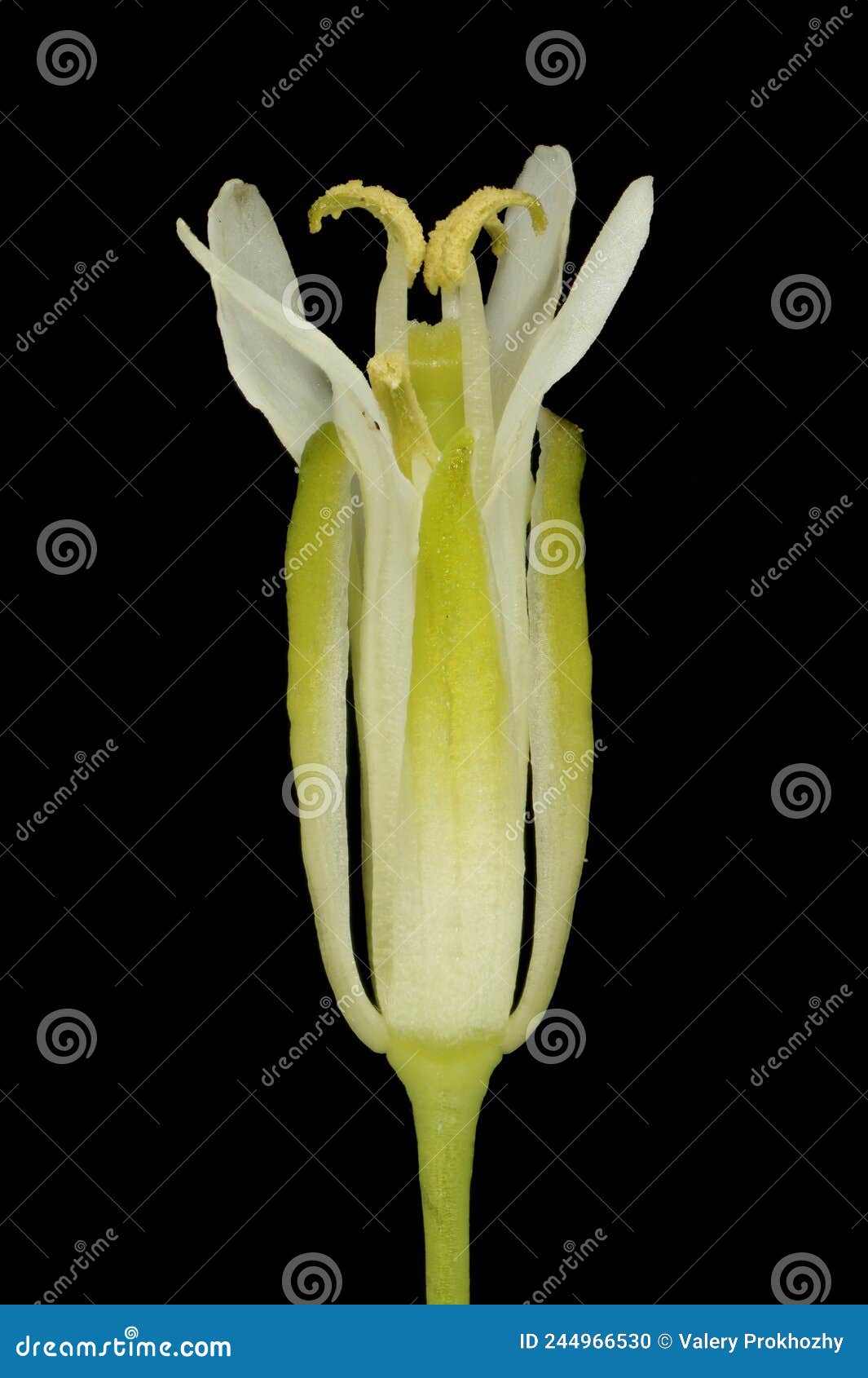 tower mustard turritis glabra. flower closeup