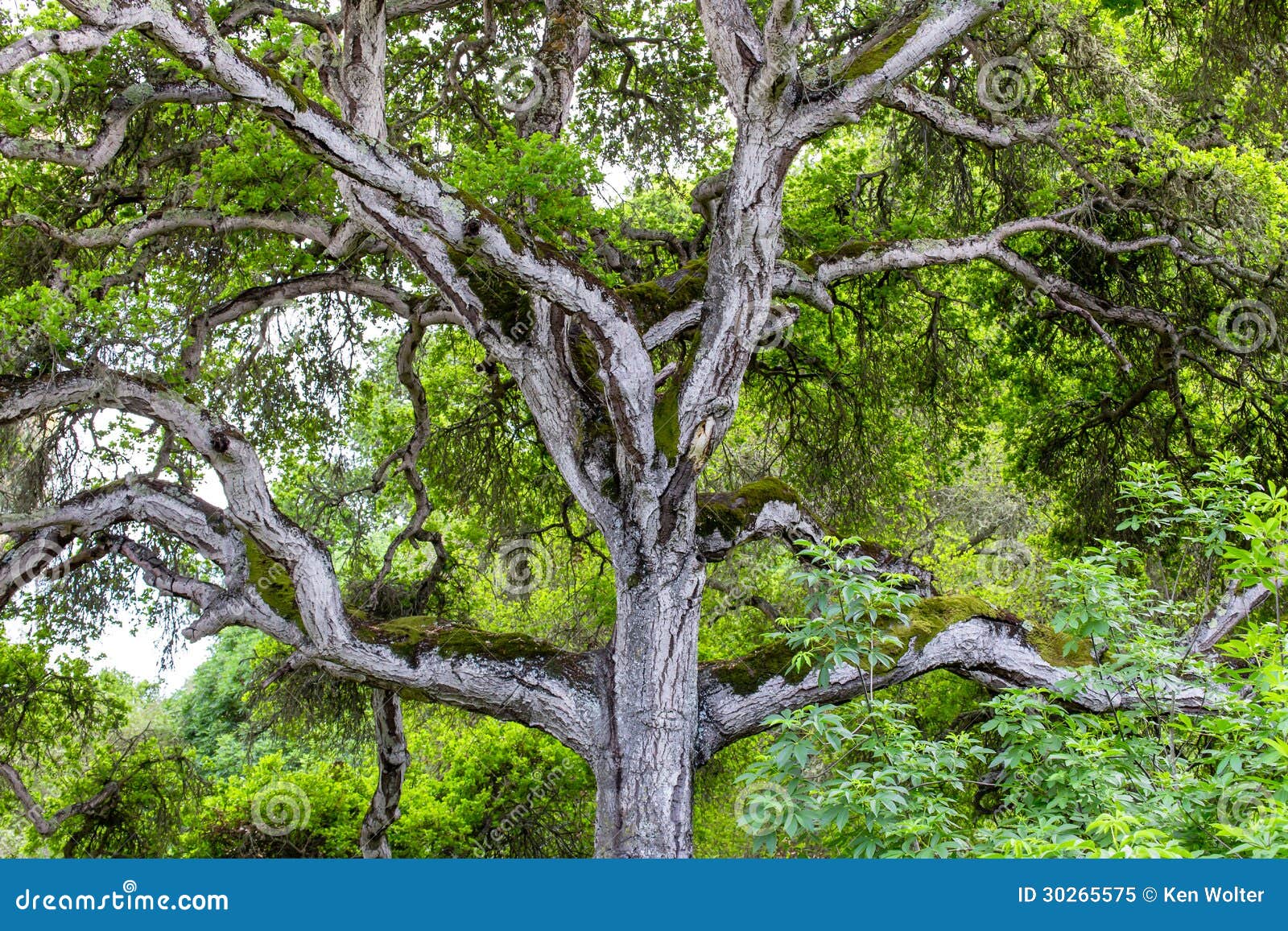 Towering Branches of Hybrid Live Oak Tree Stock Image Image of