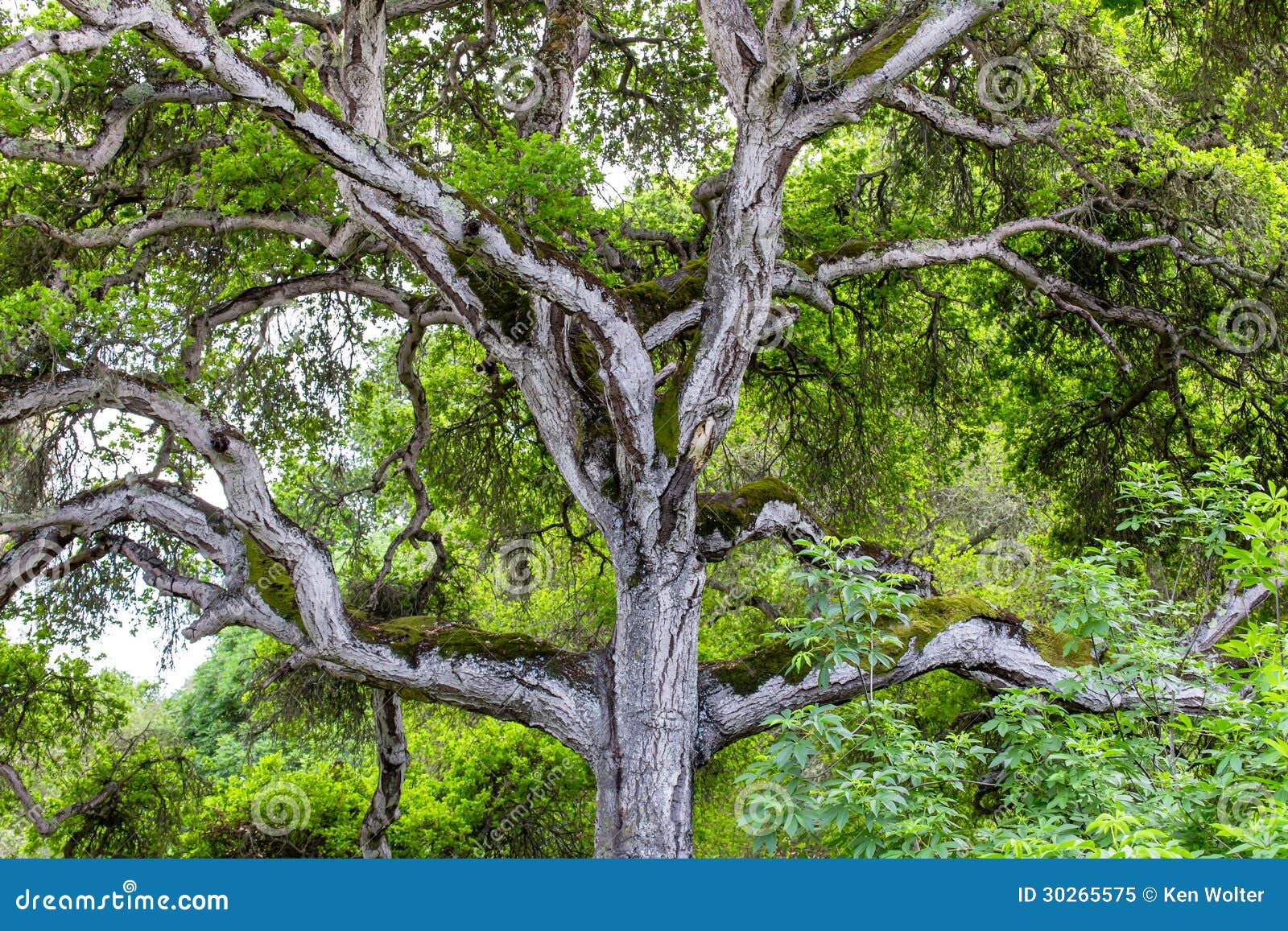 towering branches of hybrid live oak tree