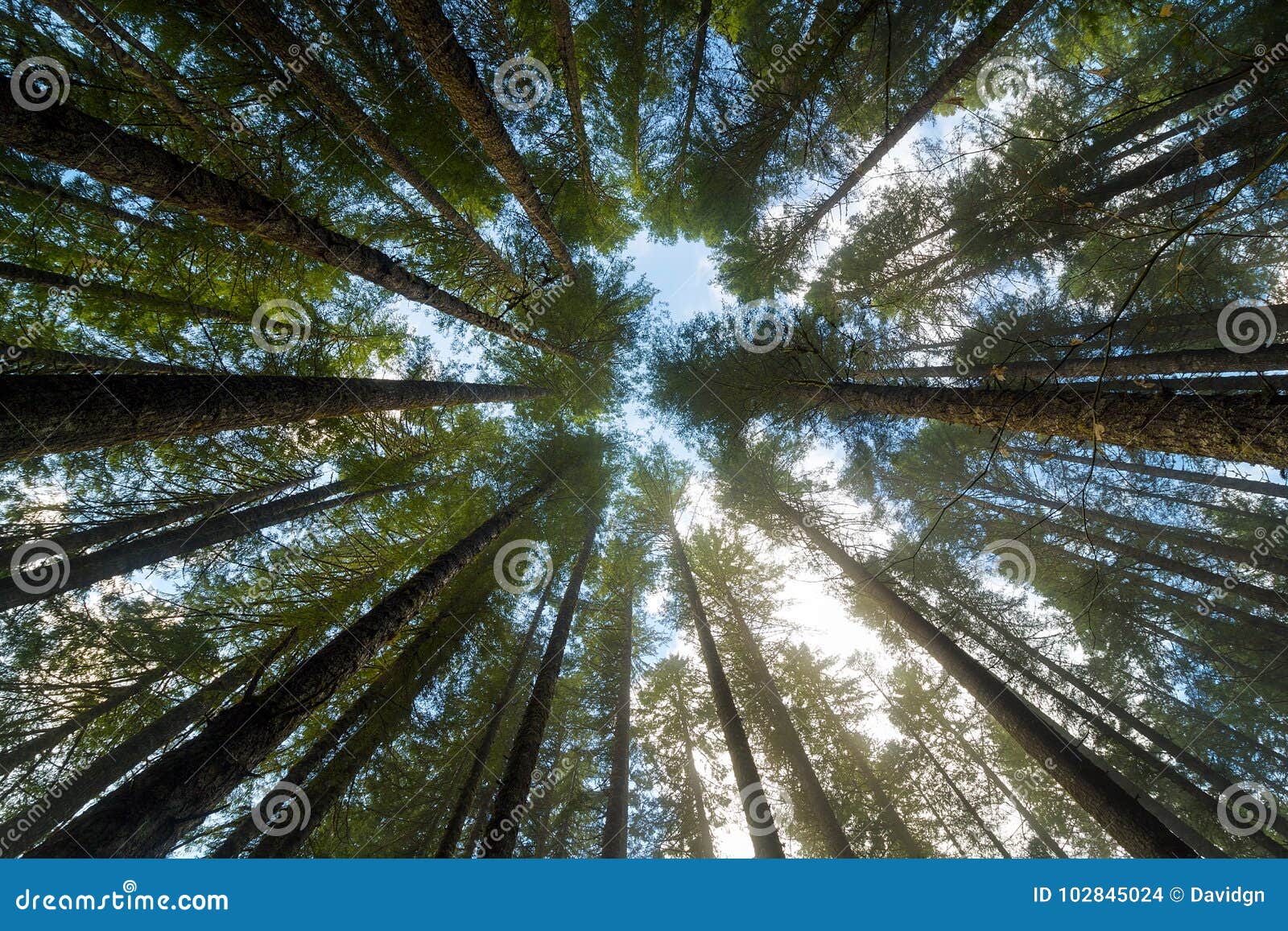 towering fir trees in oregon forest state park