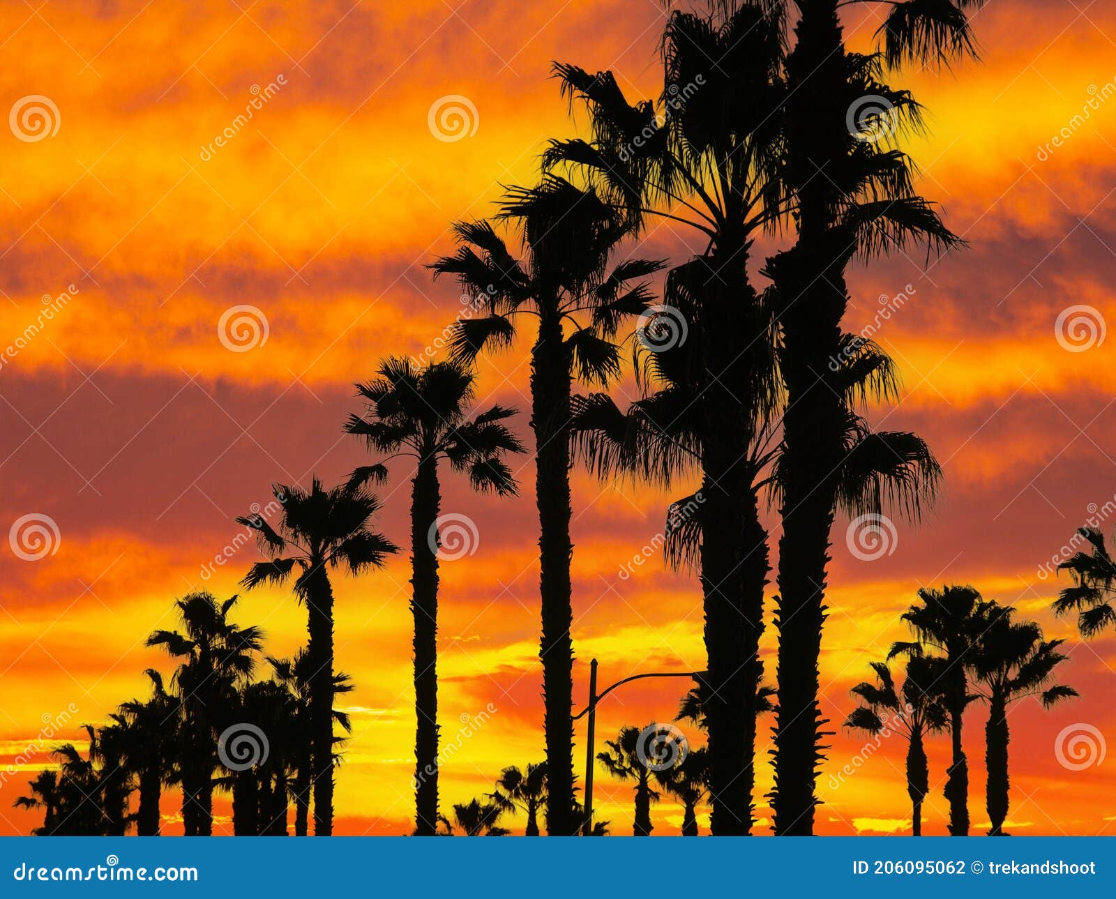 Towering Palm Trees with Orange Sunset Sky Stock Photo - Image of ...
