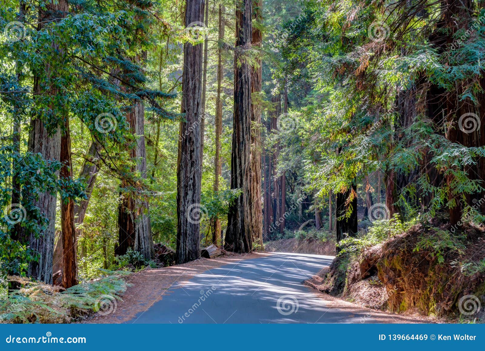 big basin redwoods state park