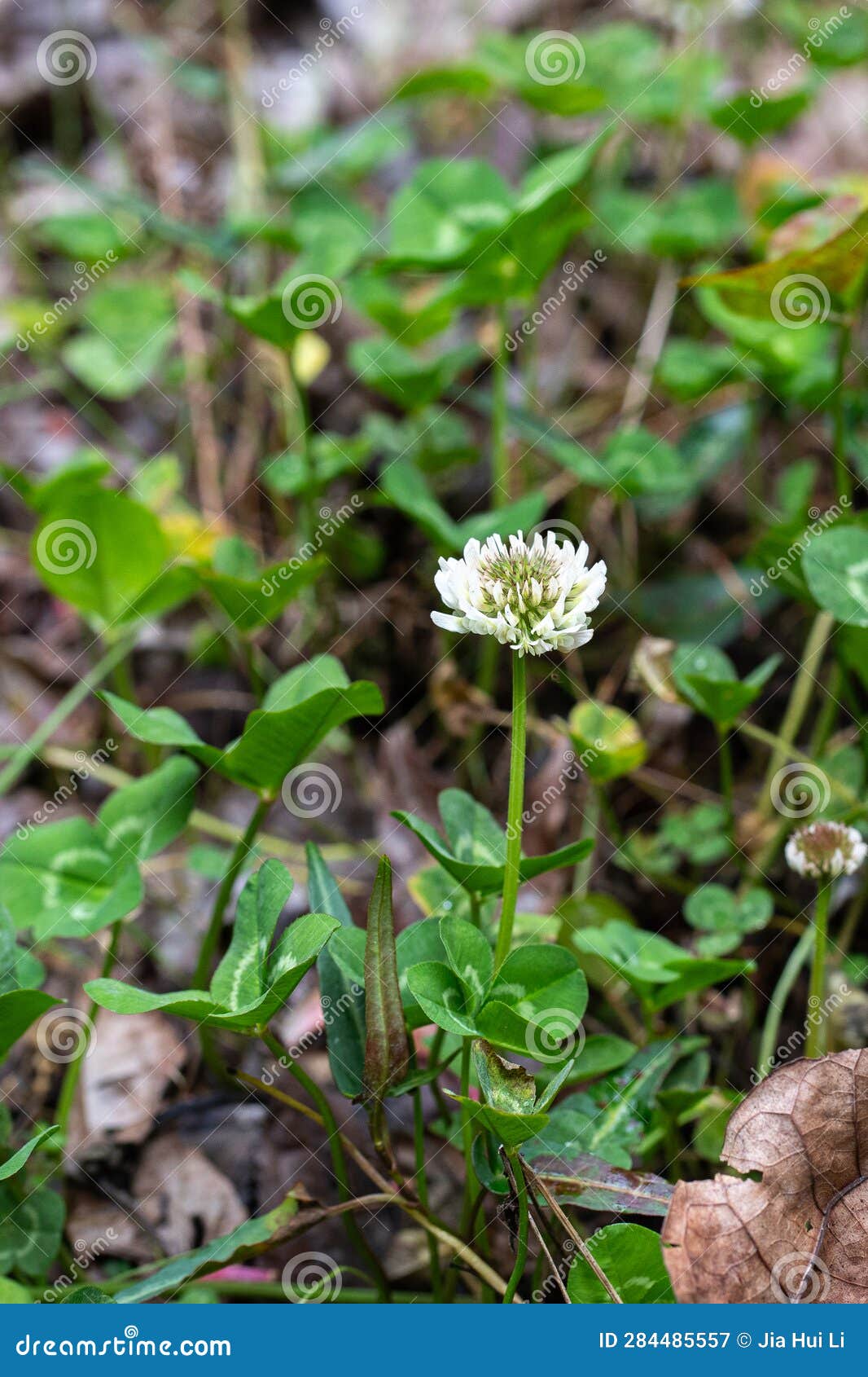 Towering White Clover Amidst a Verdant Grassland Stock Image Image of