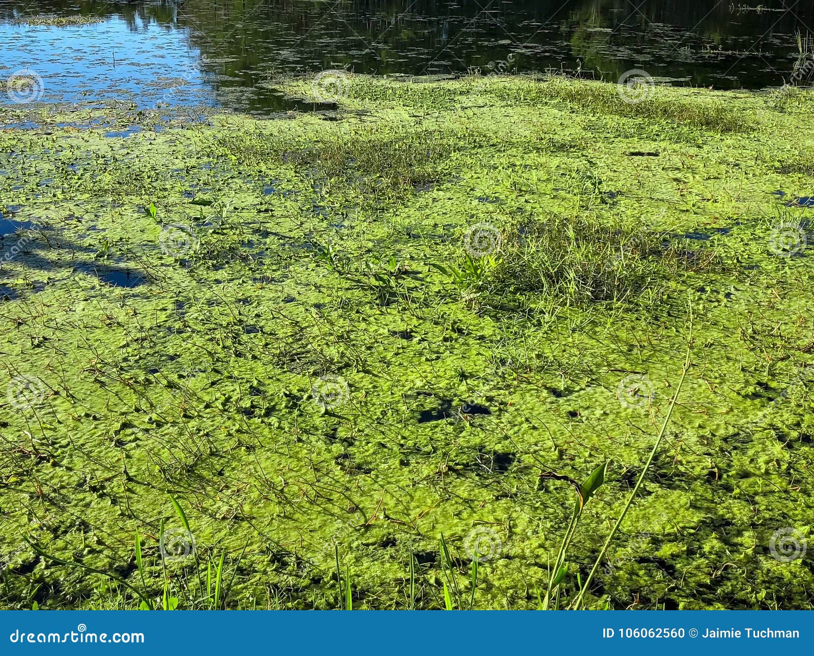 toxic algae bloom toxic algae bloom