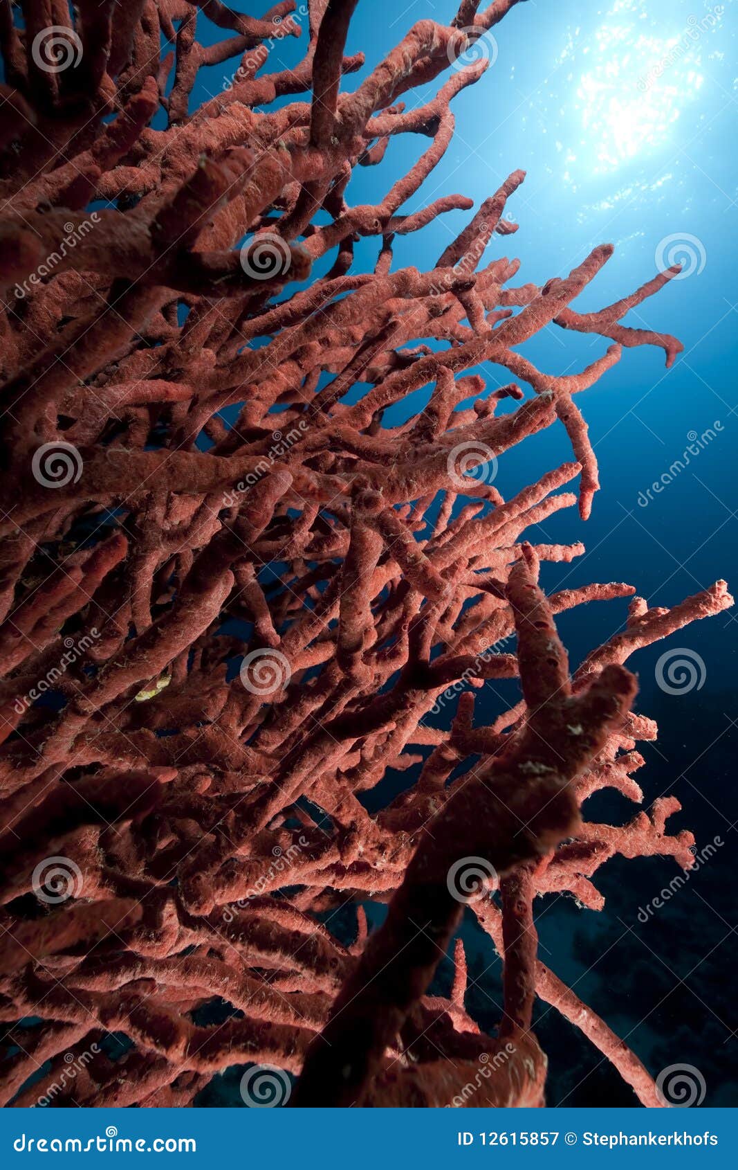 Toxic finger coral stock image. Image of beneath, lake 12615857