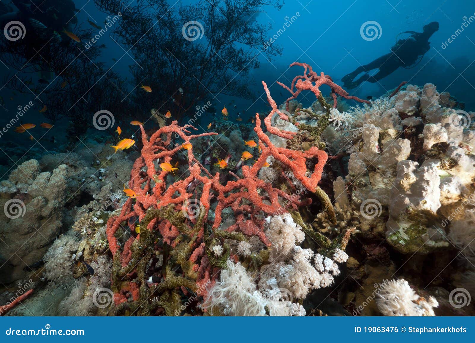 Toxic Finger Sponge and a Diver in the Red Sea. Stock Photo Image of serene, ship 19063476