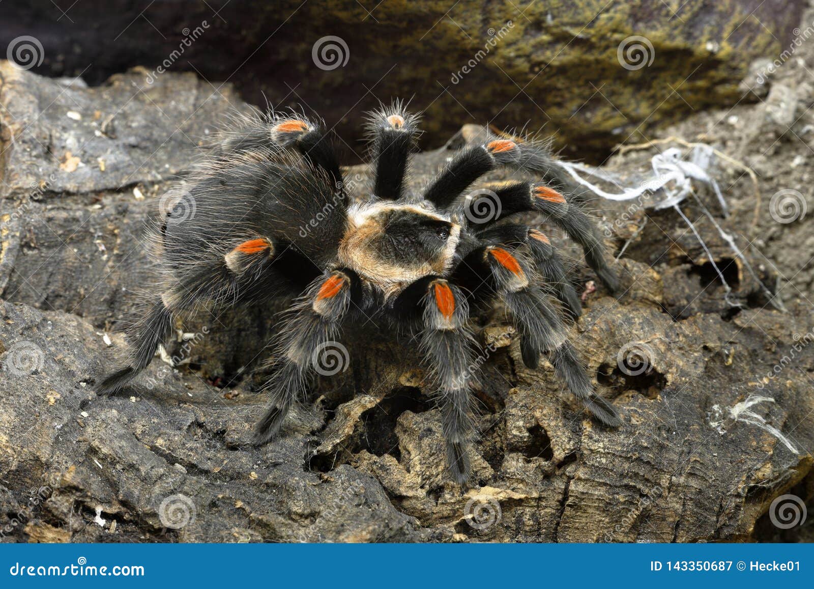 Red-knee tarantula stock image. Image of spider, creature - 143350687