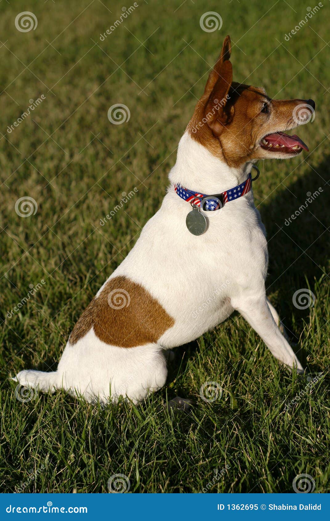 Toy Fox Terrier Sitting On Grass Royalty Free Stock Photo - Image: 1362695
