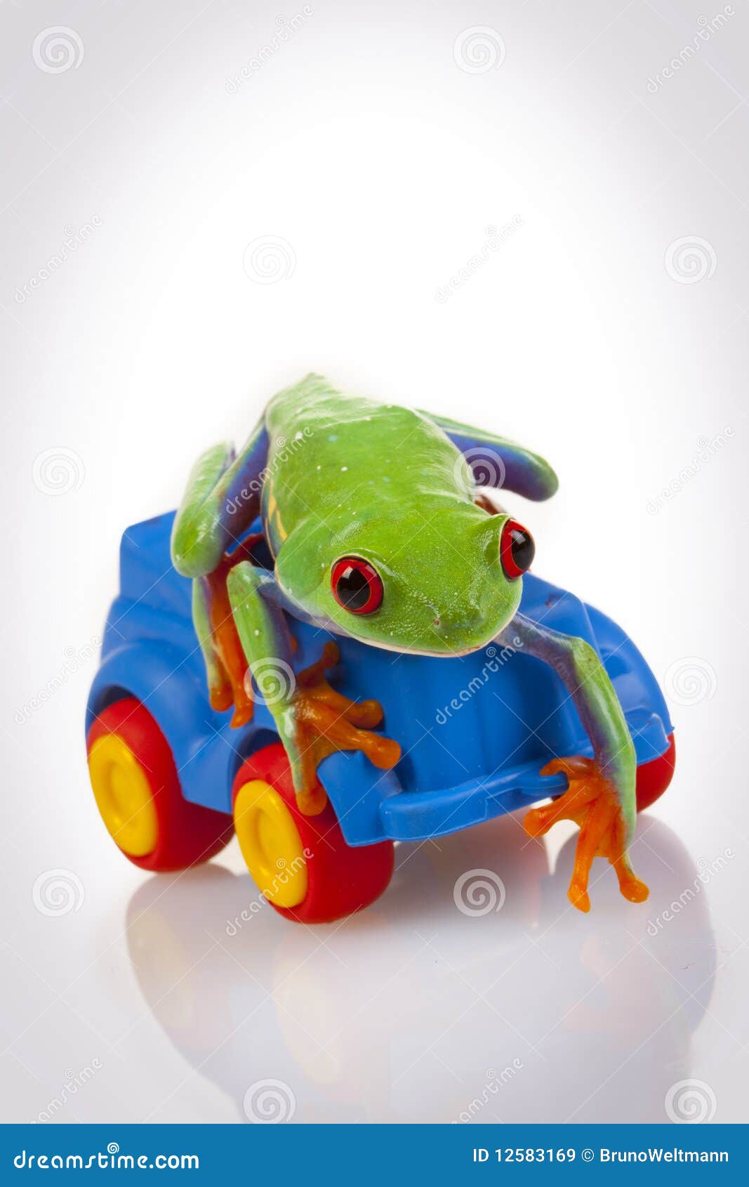 Toy and Frog stock image. Image of animals, sitting, dark - 12583169