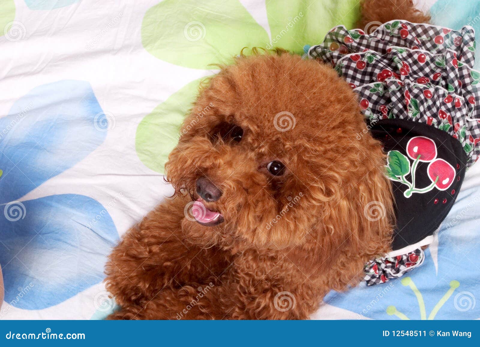 Toy poodle stock image. Image of sweet, snout, carnivoran 12548511