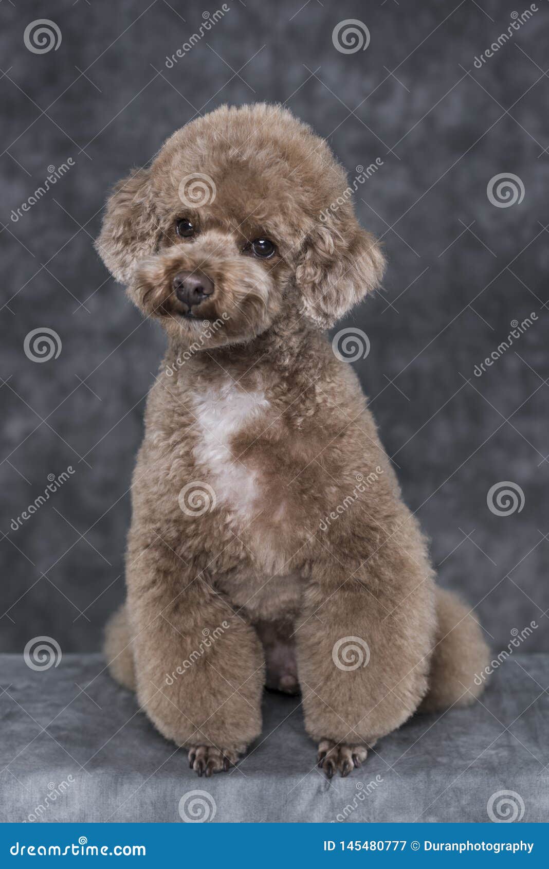 gray mini poodle