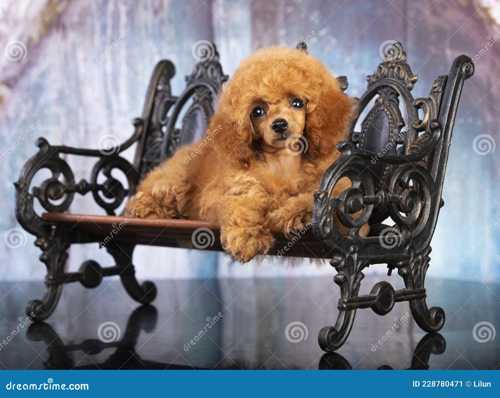 red haired toy poodle