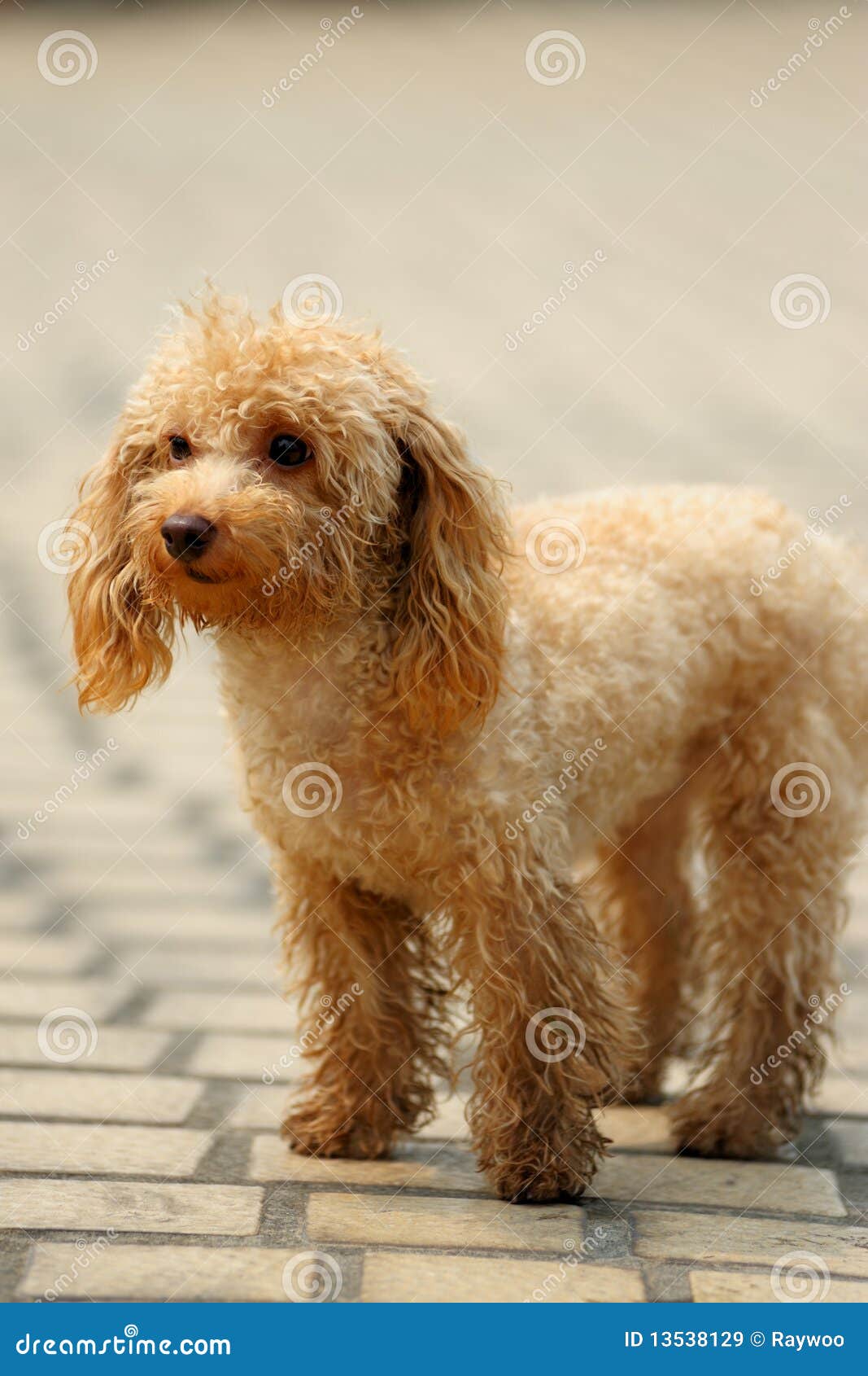 Toy poodle dog standing stock image. Image of outdoor 13538129