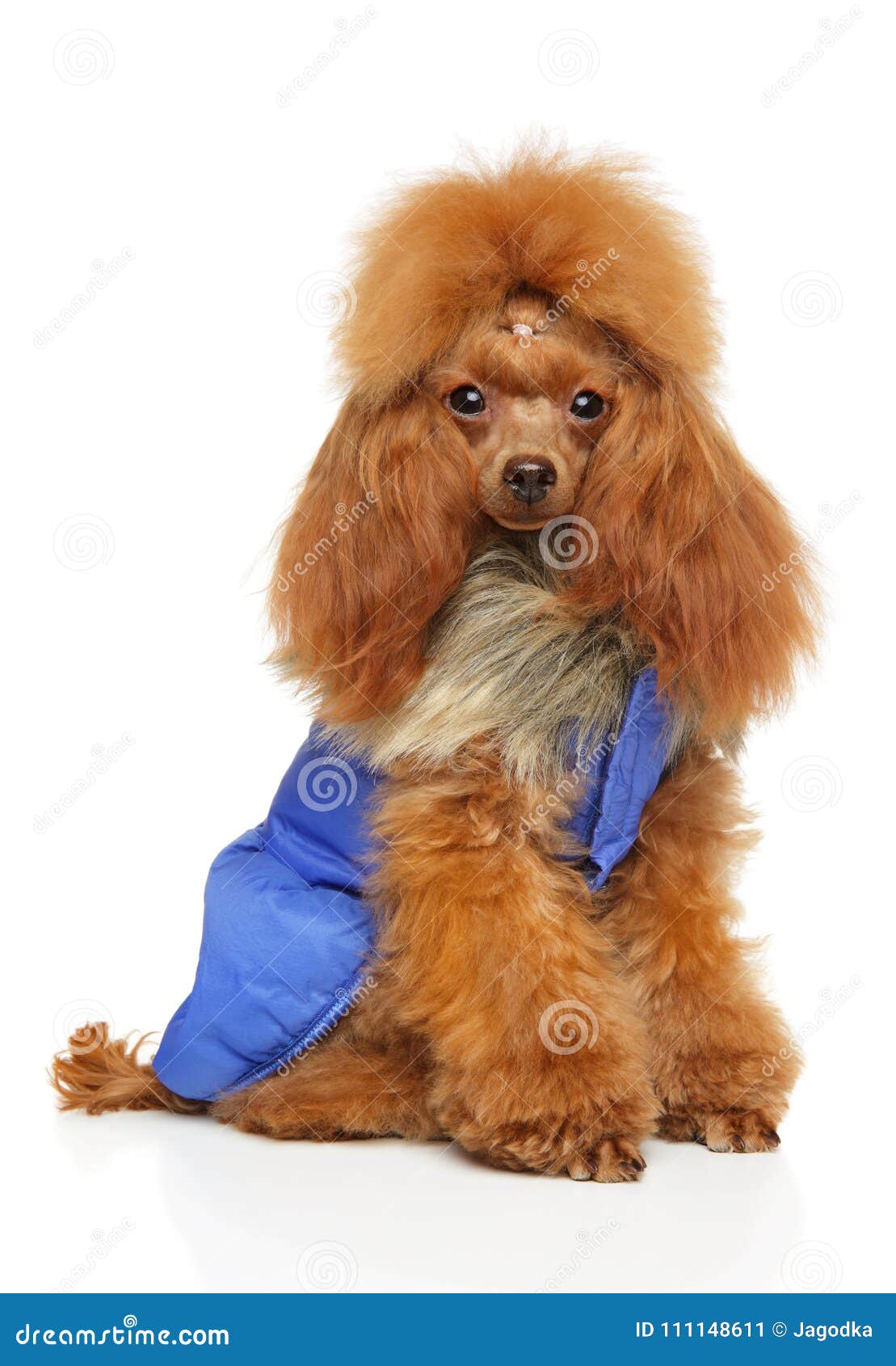 Toy Poodle En La Para Los Perros Imagen de archivo - Imagen de preparado, mascotas: